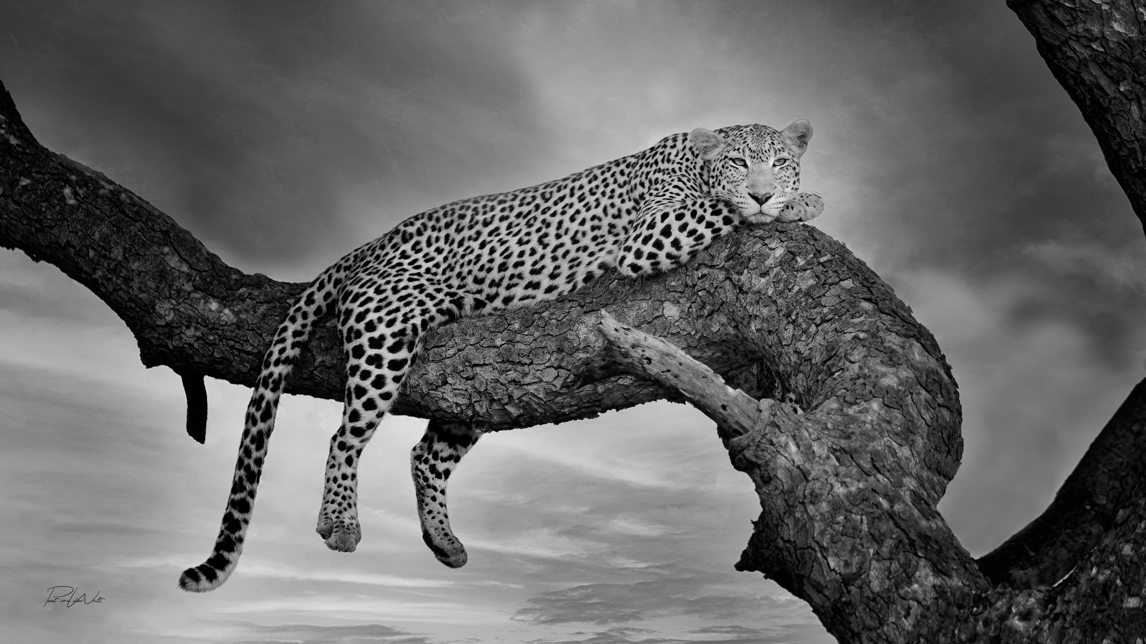 Leopard in a tree - Madikwe