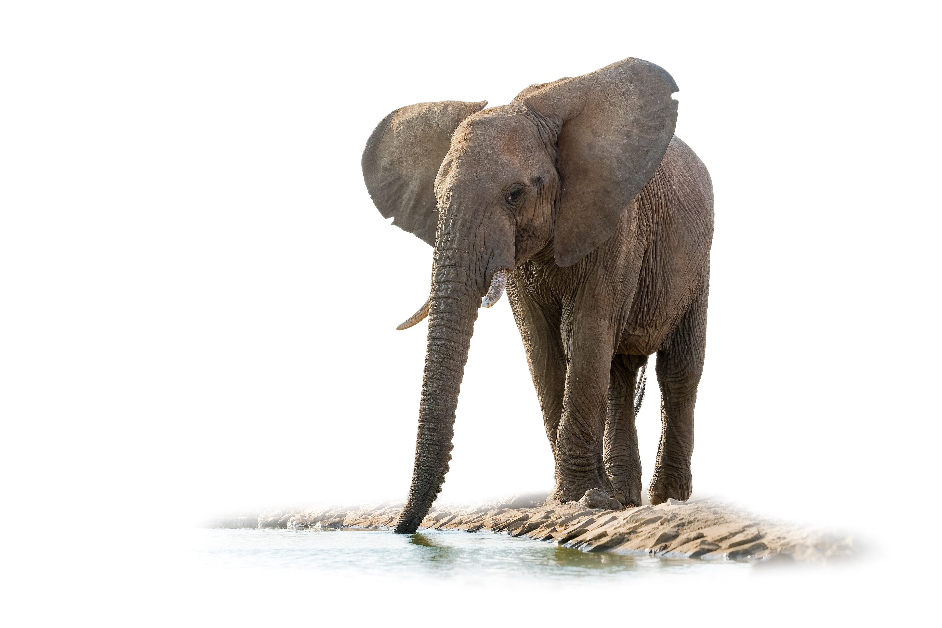 Elephant 1 - Madikwe