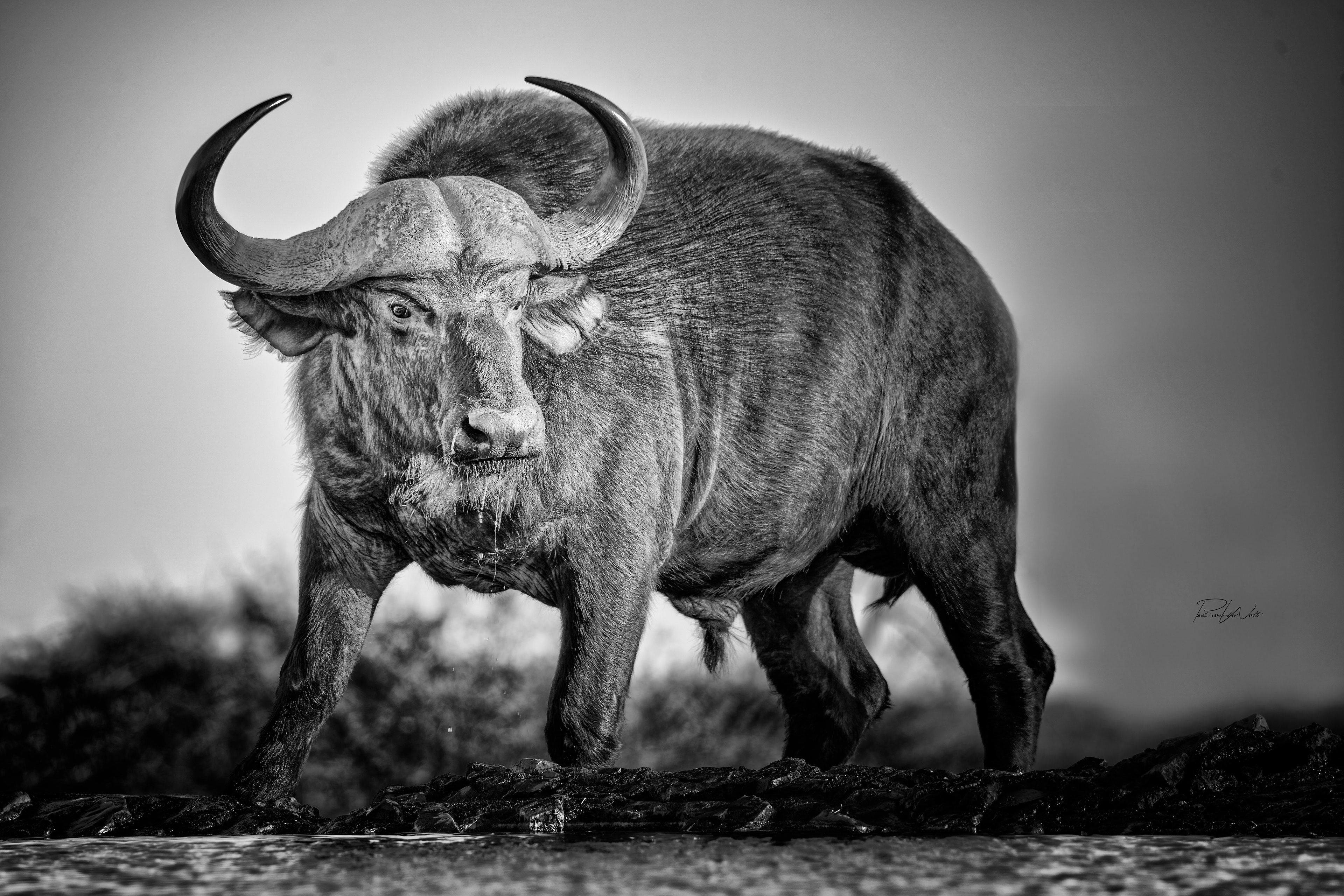 Buffalo with flair - Madikwe