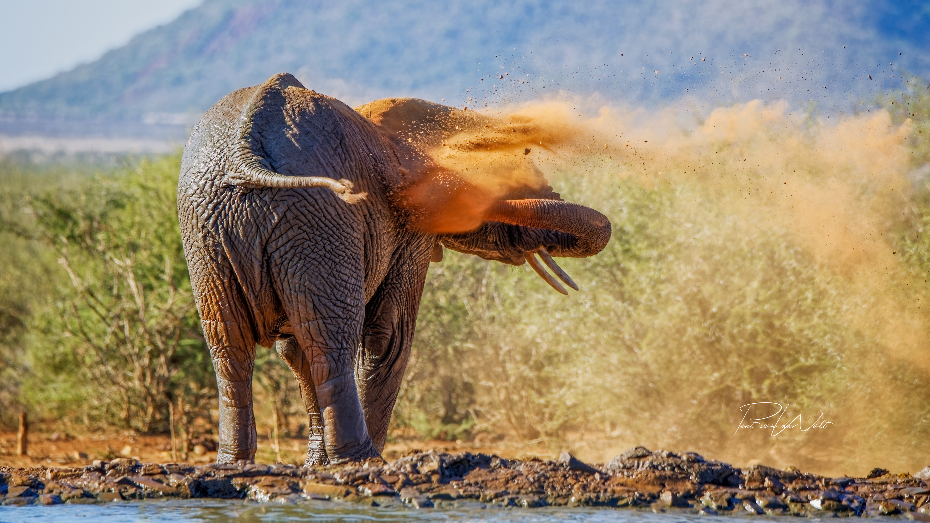 Dust bath - Madikwe