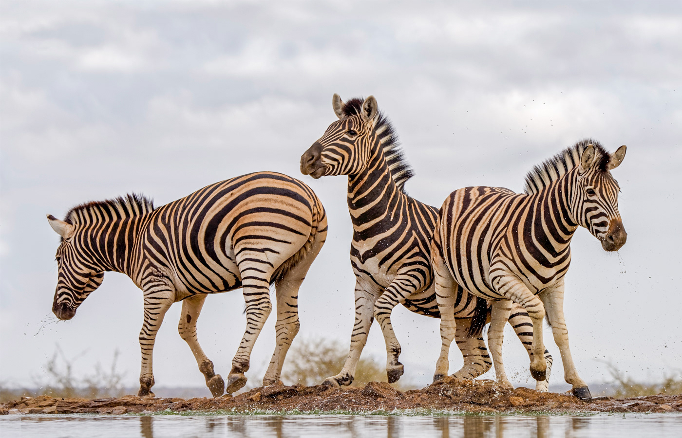 Jittery Zebras - Madikwe