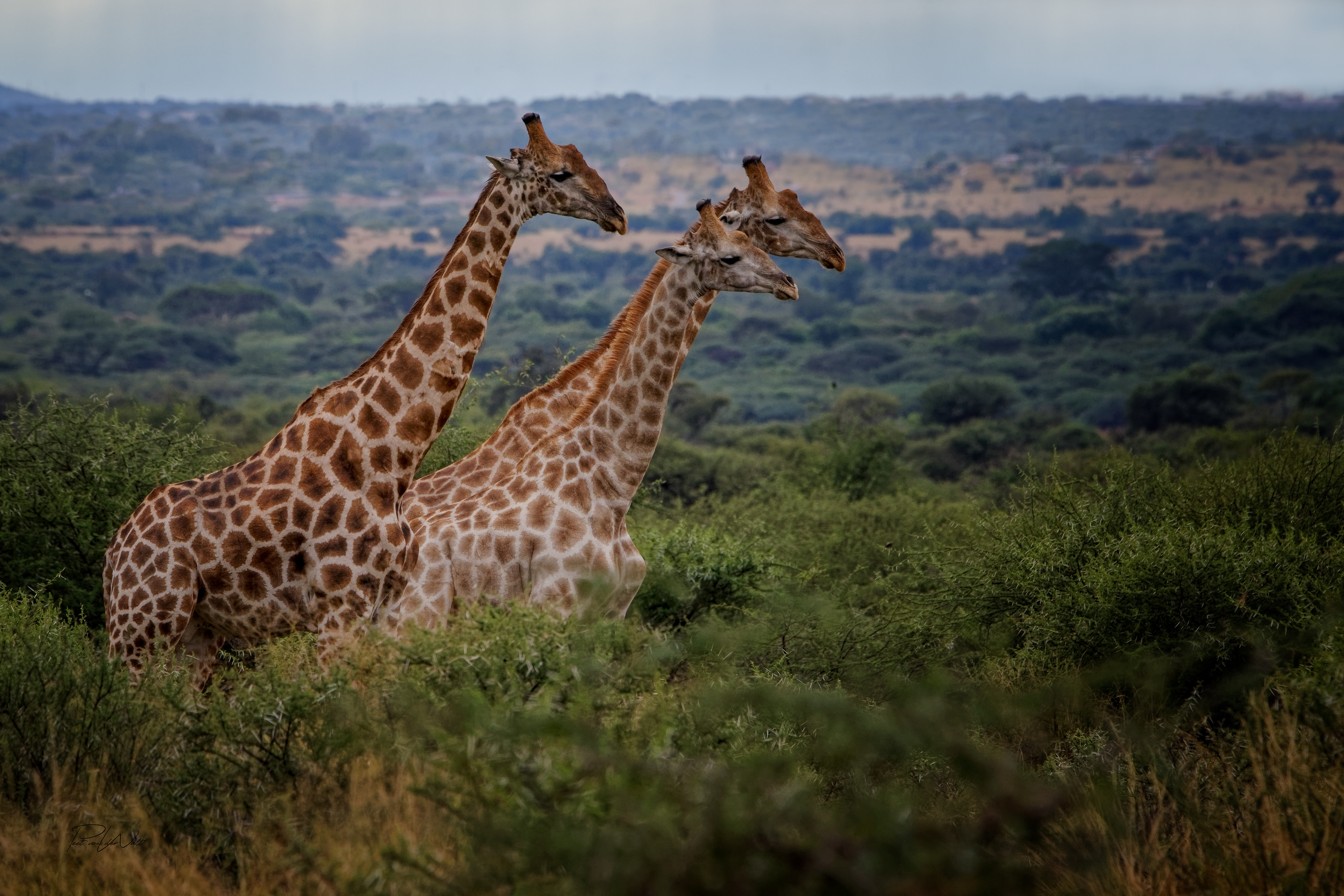 Giraffes - Pilanesberg
