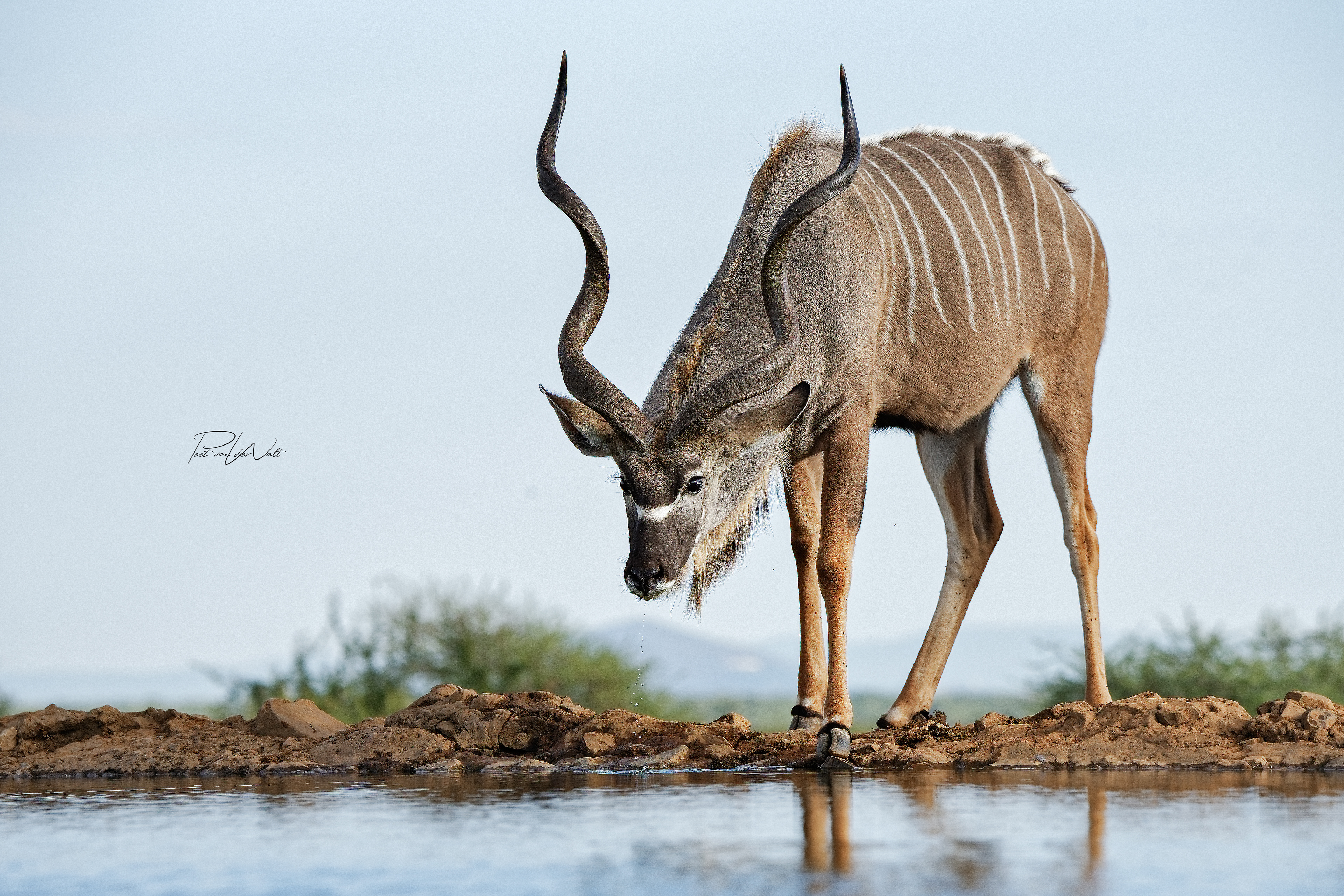Kudu Bull 2 - Madikwe