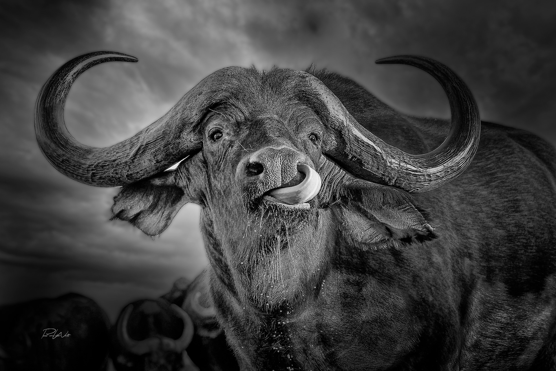 Lip smacking good - Buffalo in the water - Madikwe