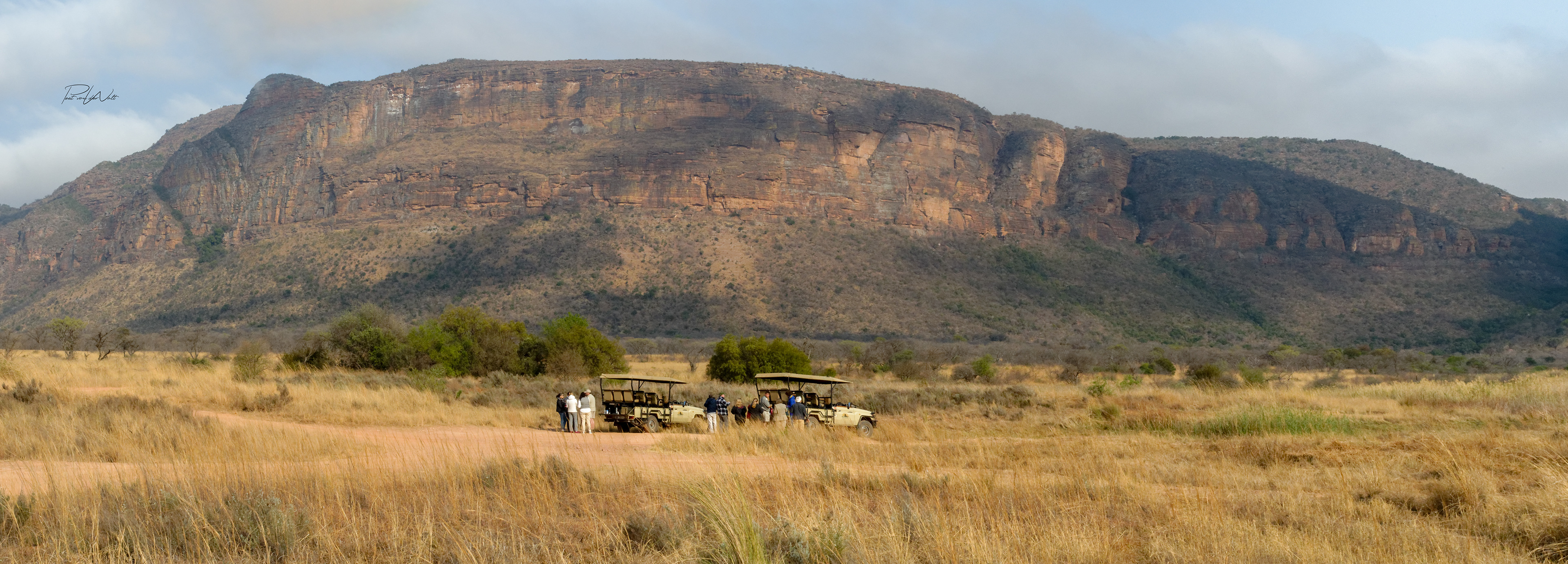 Early Morning Safari
