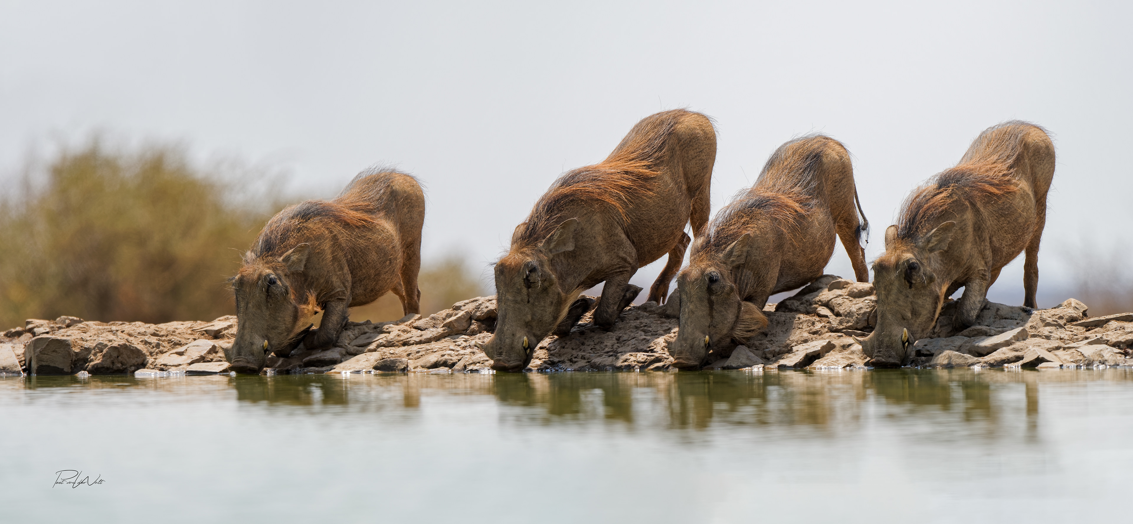 Warthogs Drinking - Madikwe