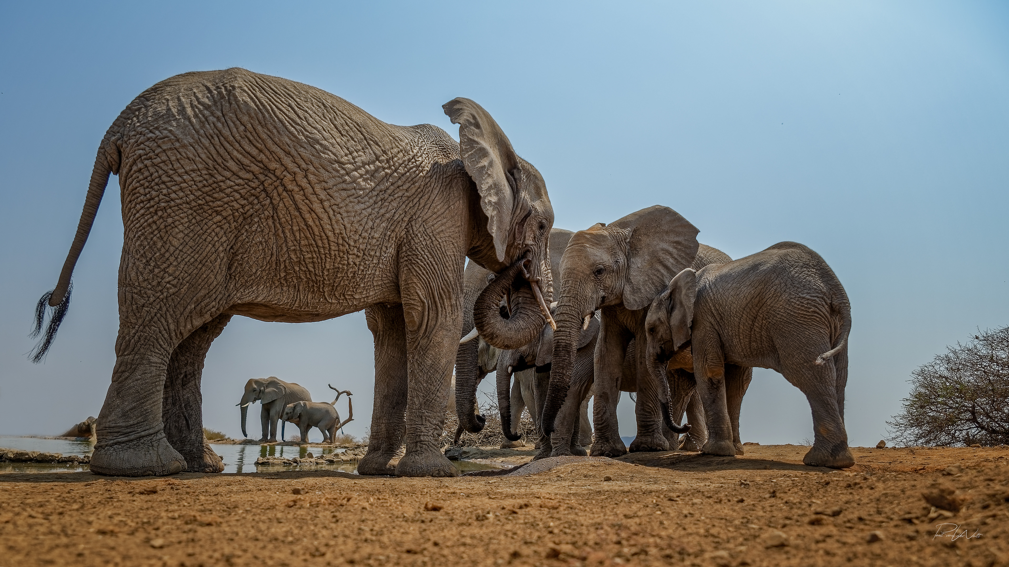Elephants - Through the legs - Madikwe