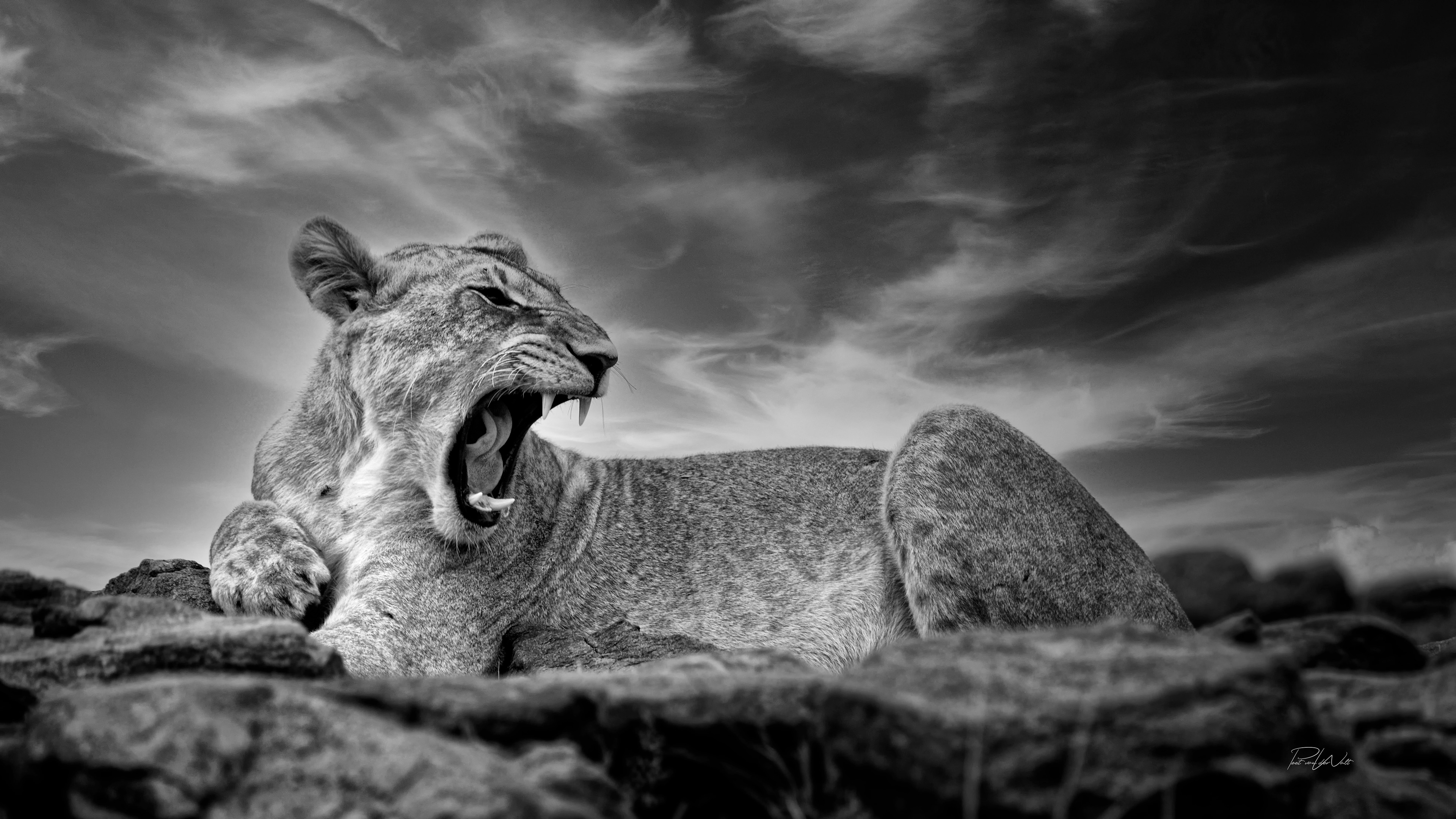 Lazy Lioness - Masai Mara