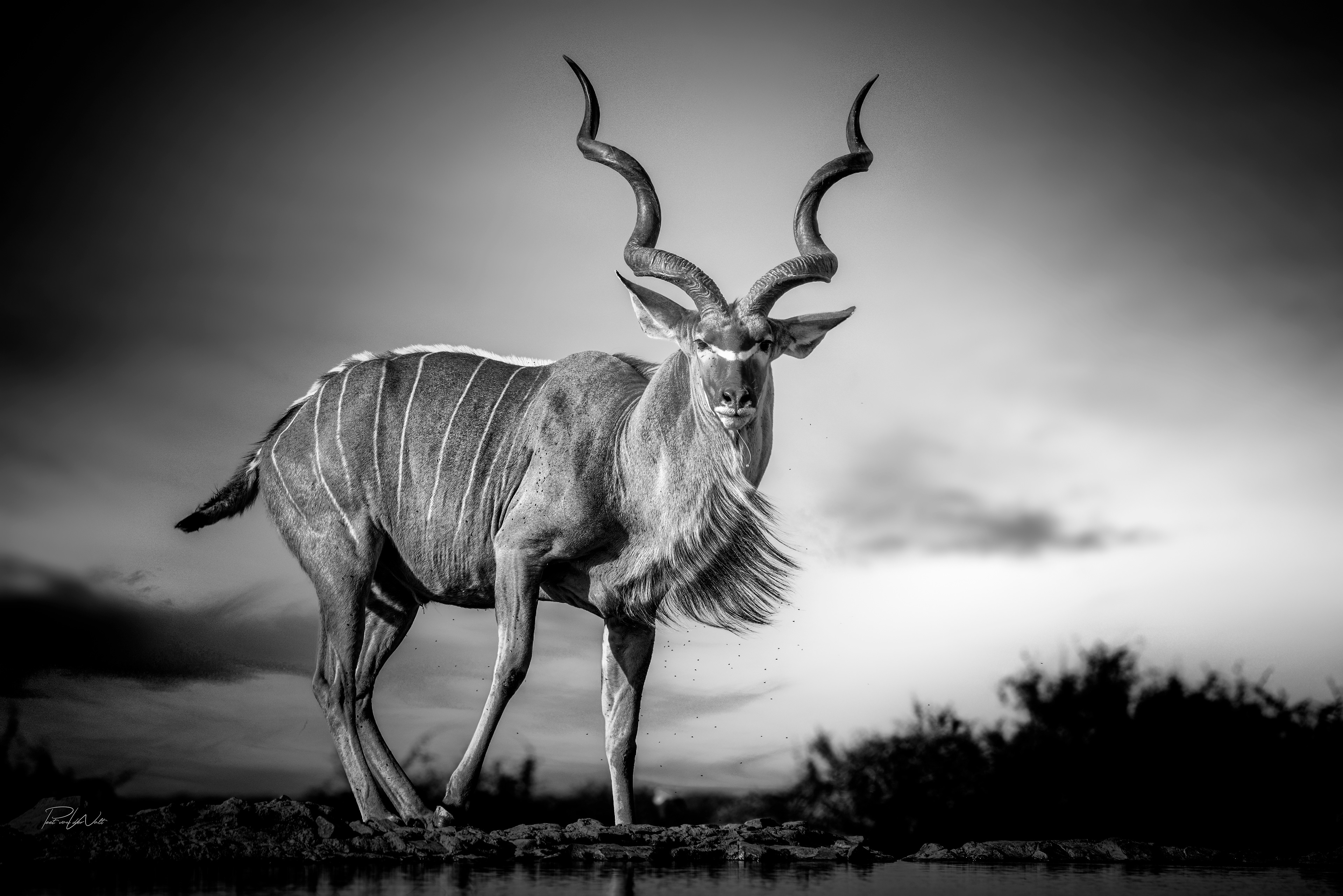 The pose - Kudu Bull - Madikwe