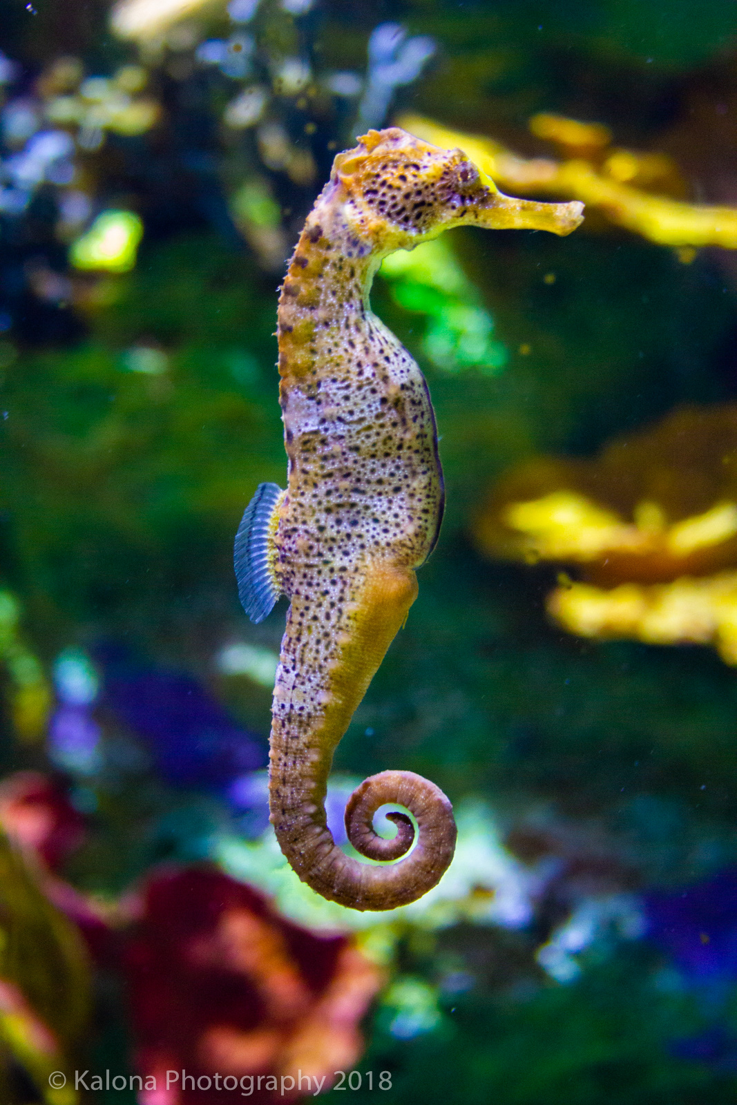 Seahorse