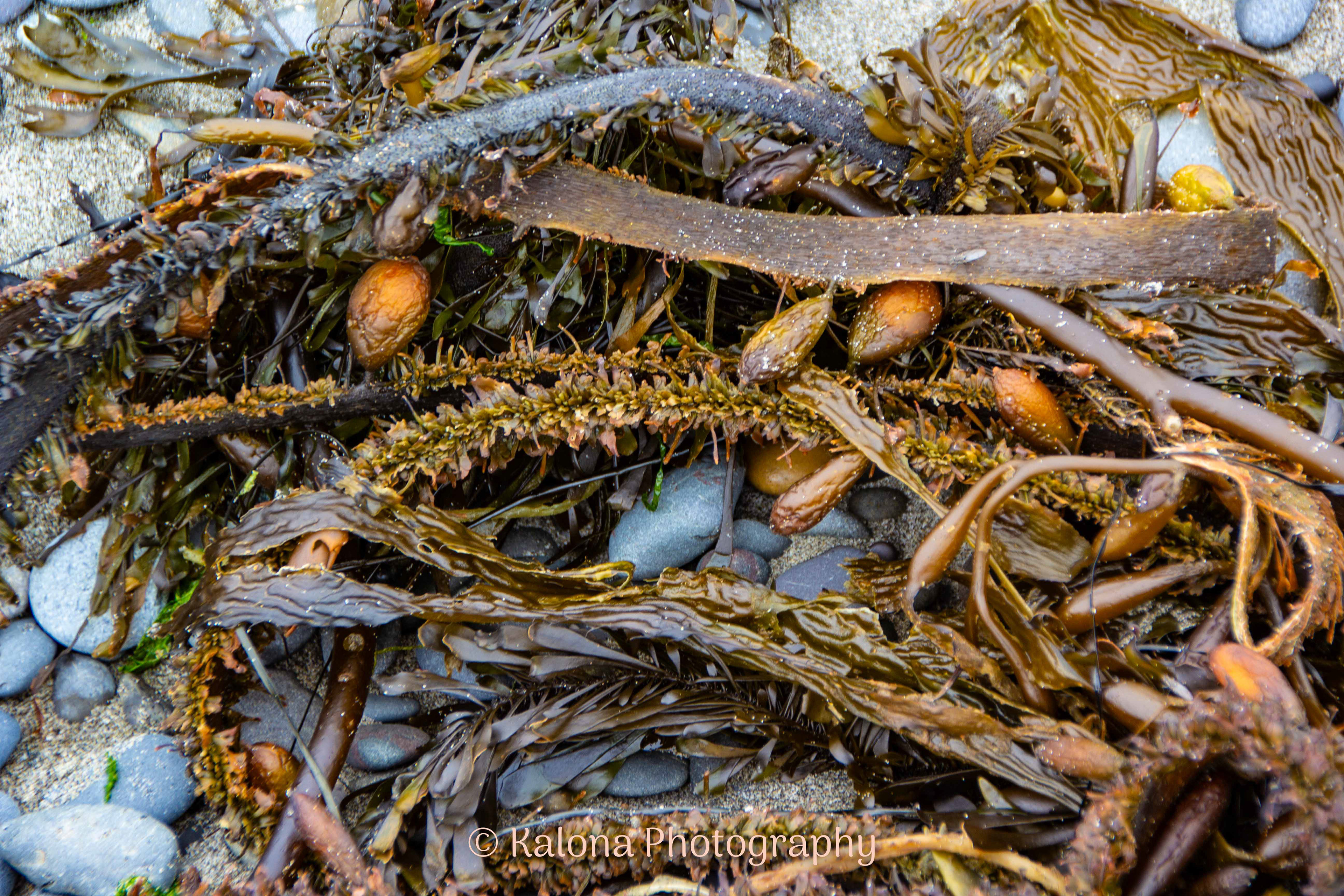 Rialto Beach Seaweed & Rock