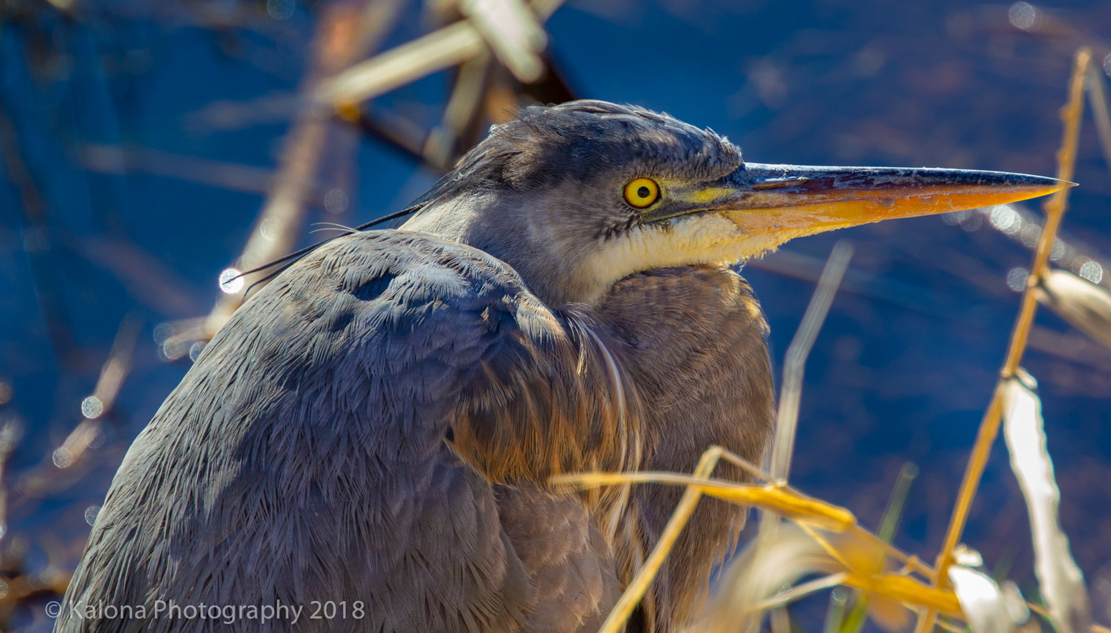 Great Blue Heron