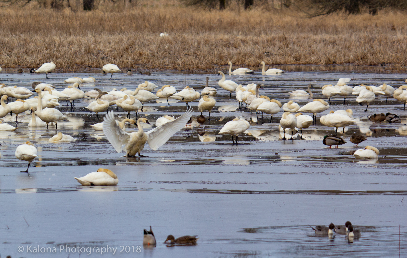 Snow Geese