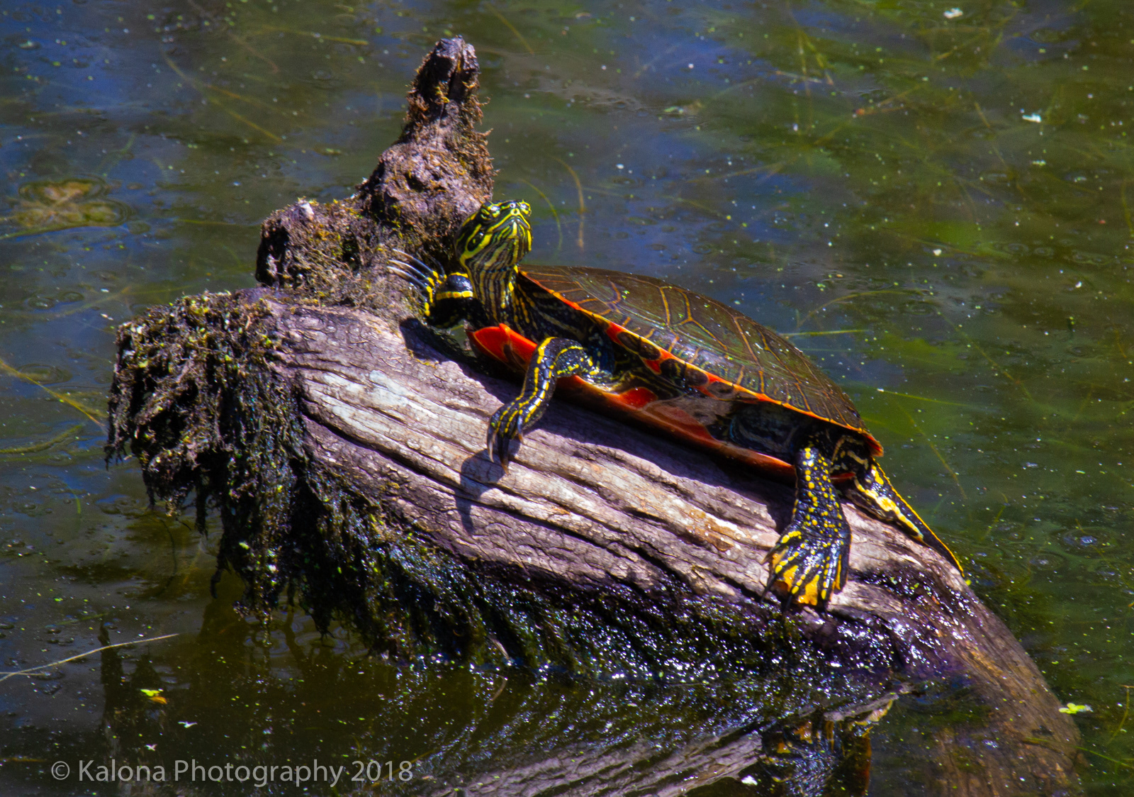Western Painted Turtle