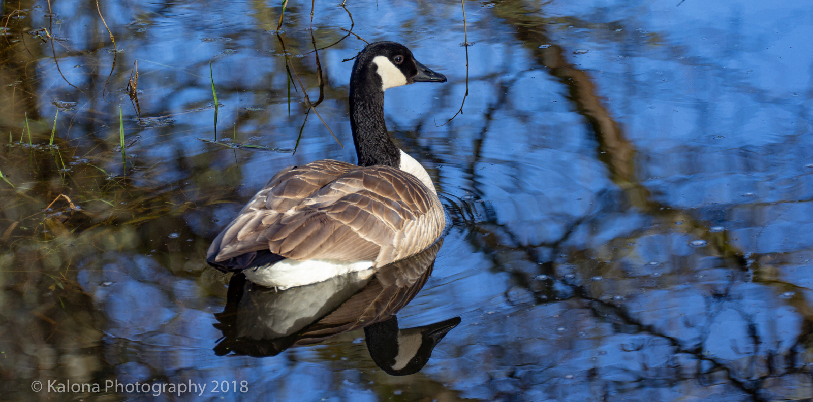 Canadian Goose