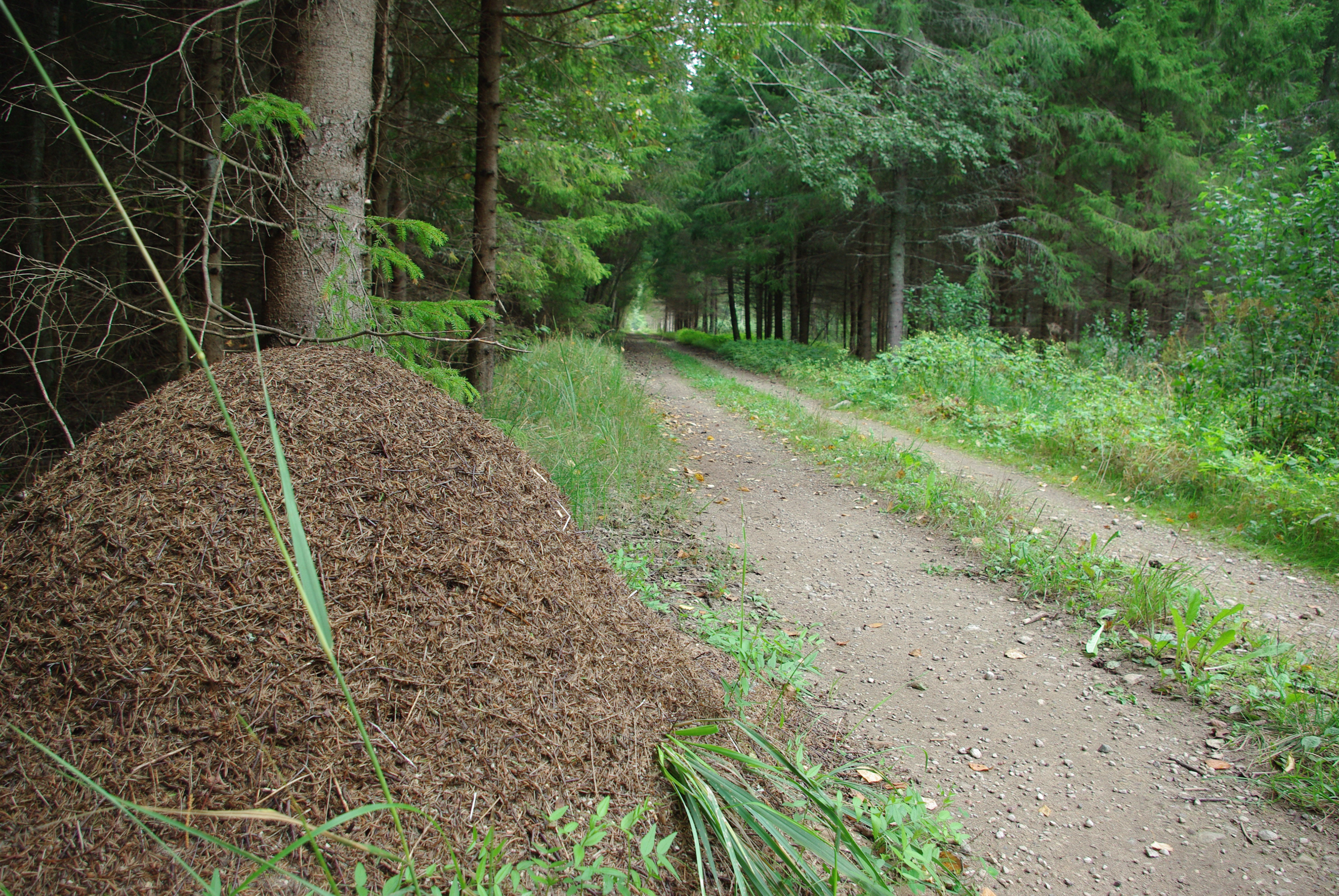 39 km. Rada Abja-Paluoja ja Mõisaküla vahel. Trail between Abja-Paluoja and Mõisaküla.