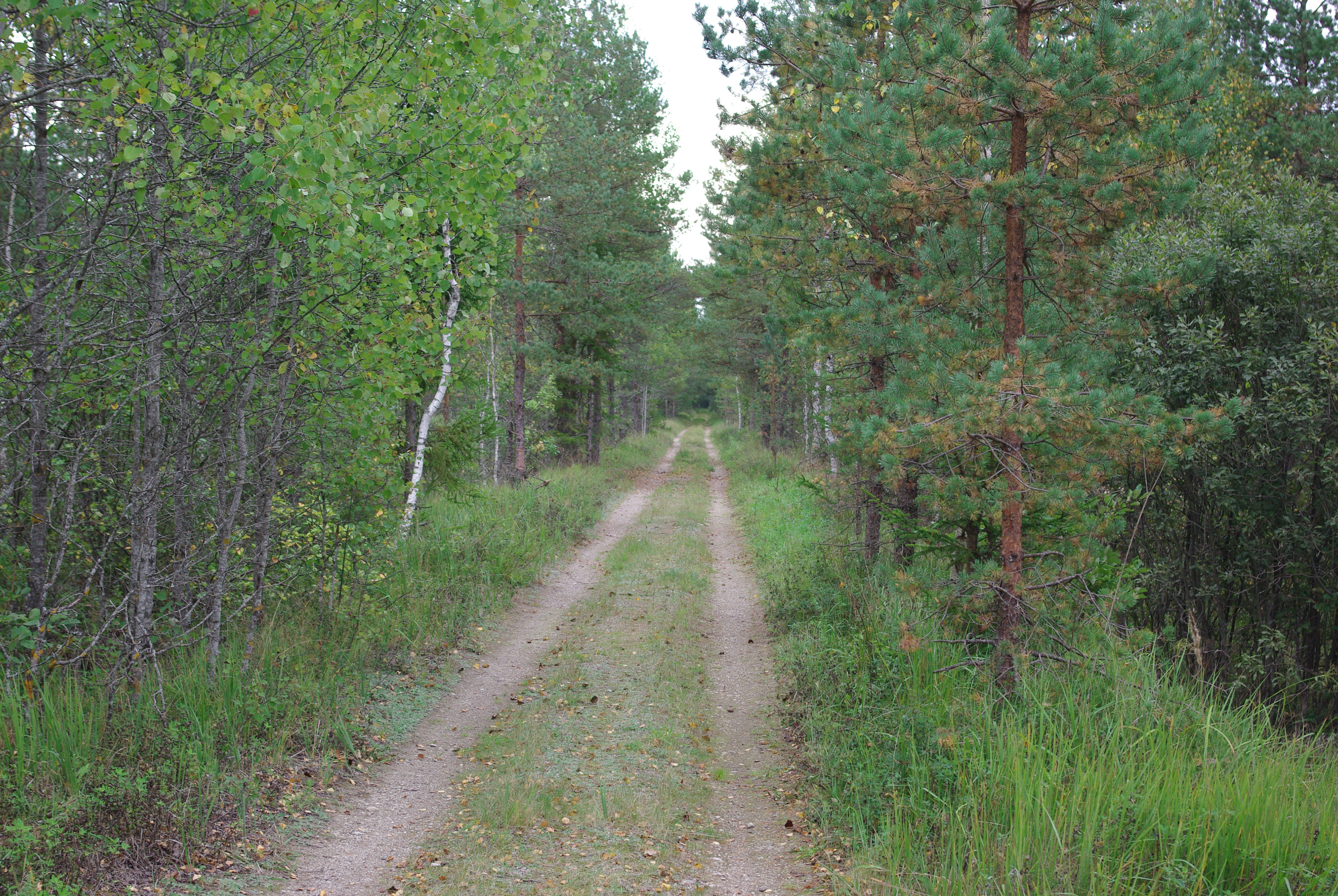 43 km. Rada Mõisaküla lähedal. Trail near Mõisaküla.