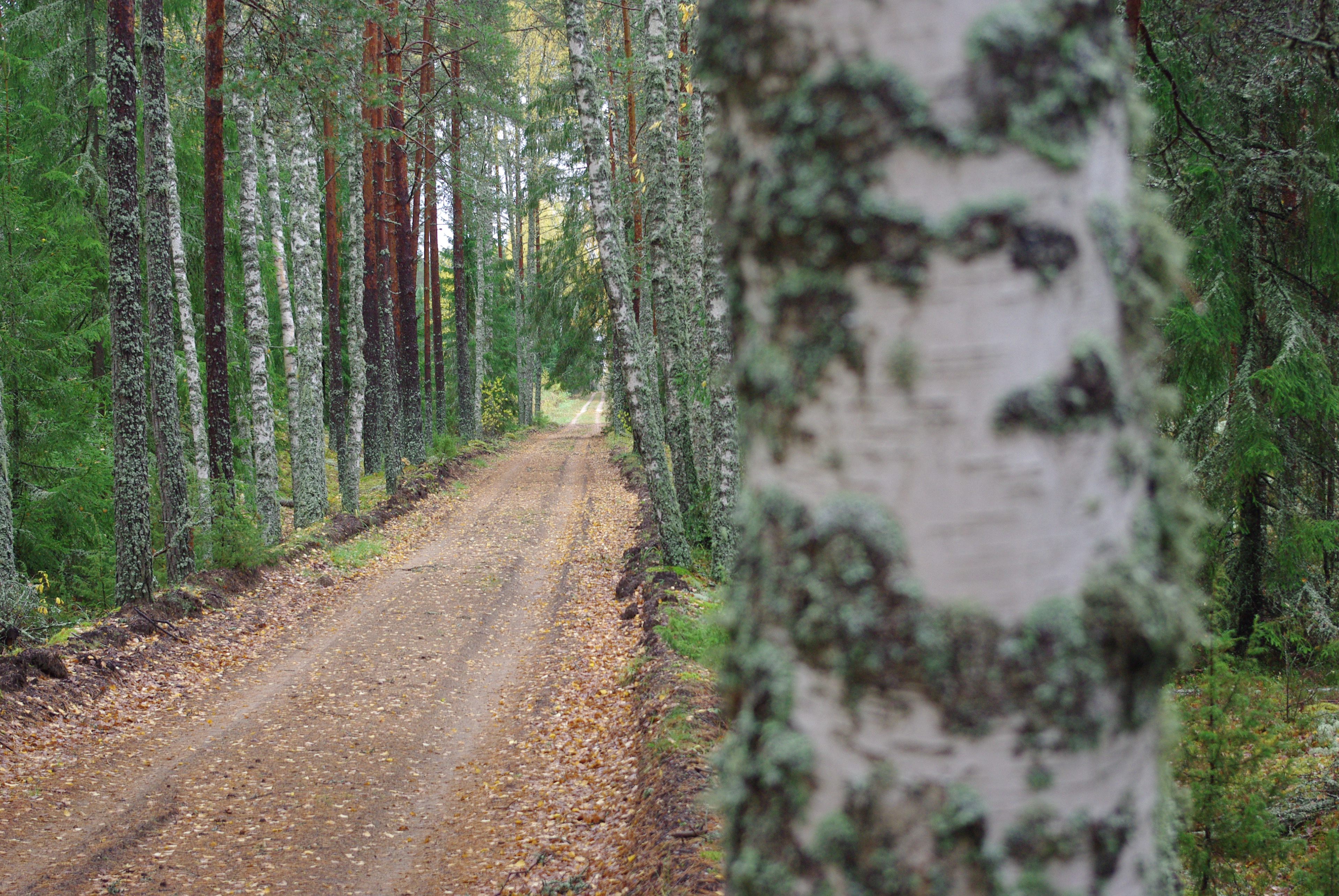 15 km. Rada Eesti - Läti piiri lähedal. Trail near Estonian - Latvian border.