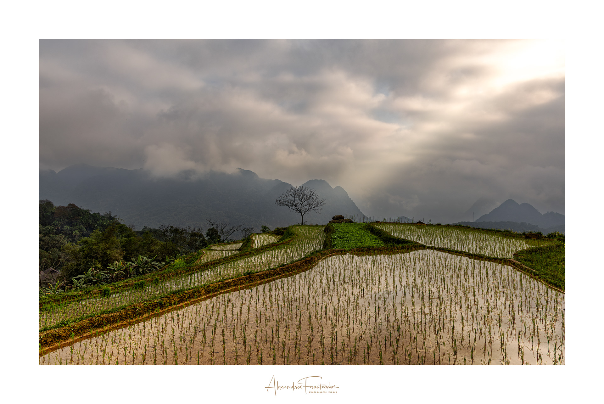 "The Sentinel of the Rice Fields"