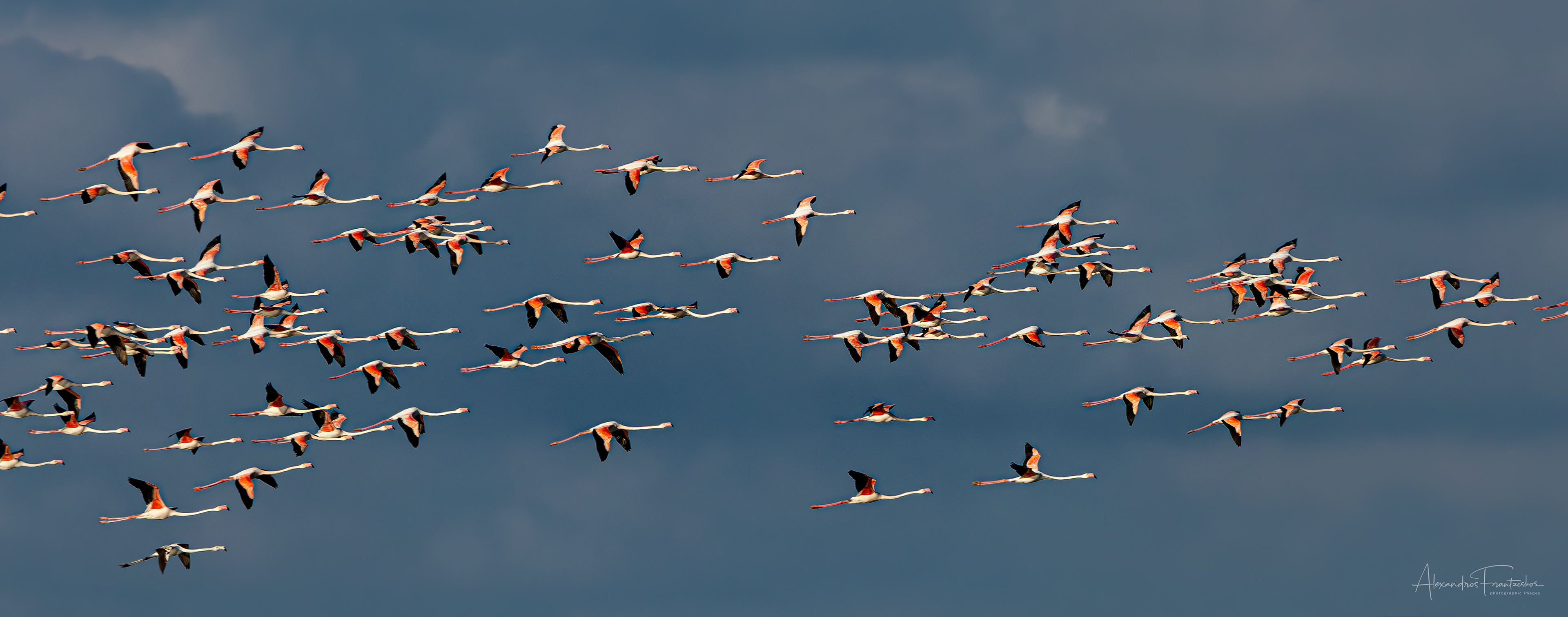“The Flamingo Fugue”