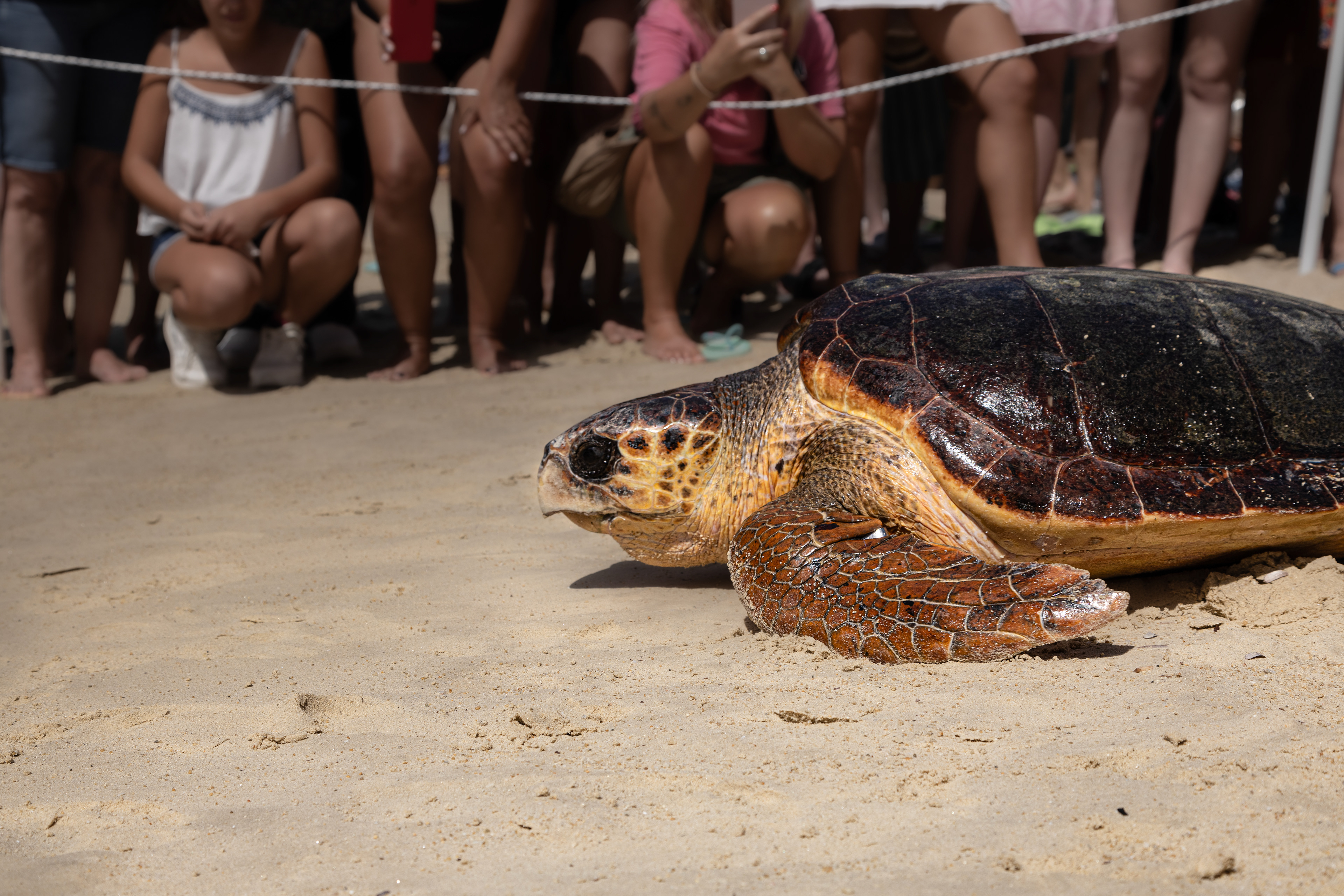 "Naxos Wild Life Protection" Caretta-Caretta release