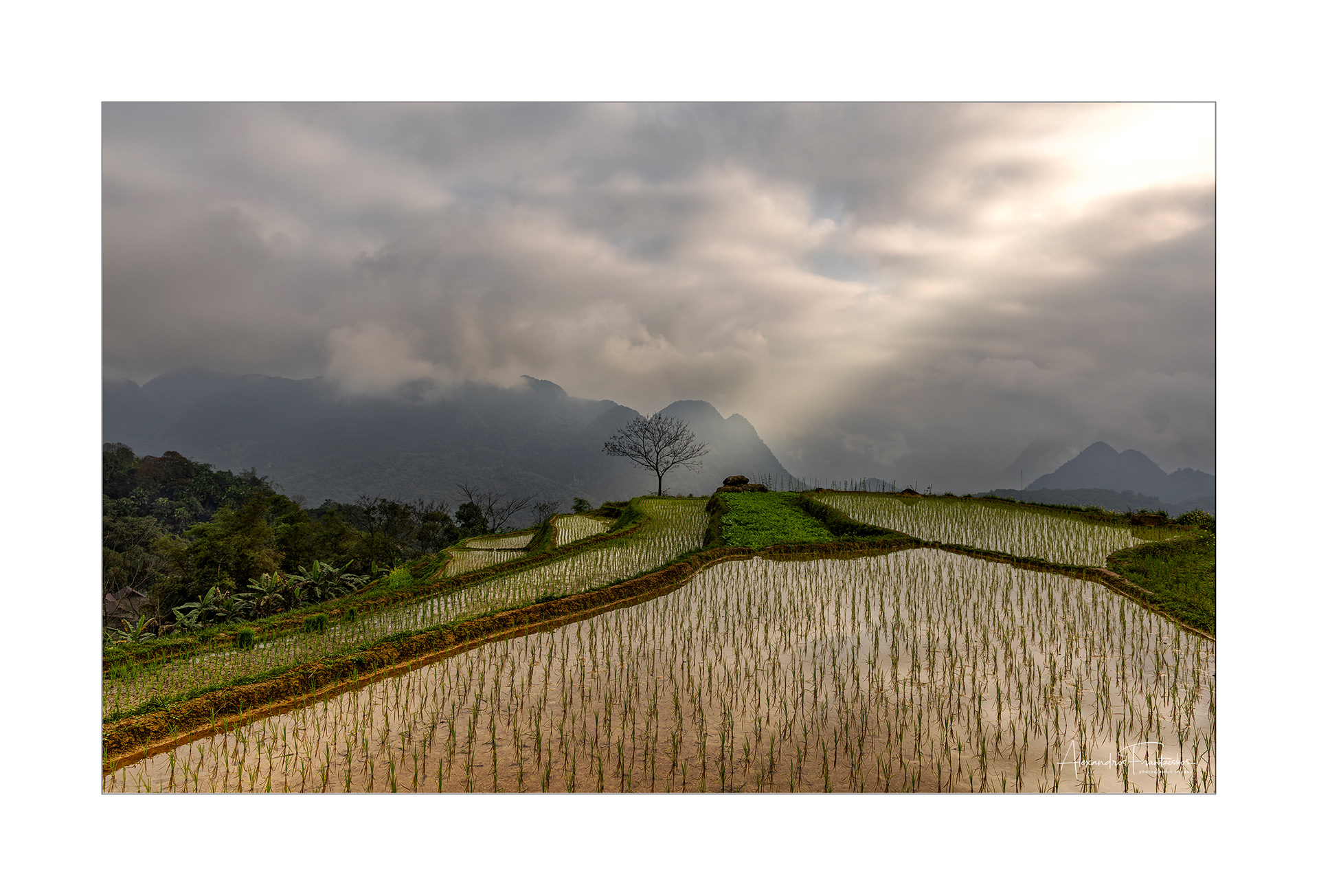 "The Sentinel of the Rice Fields"