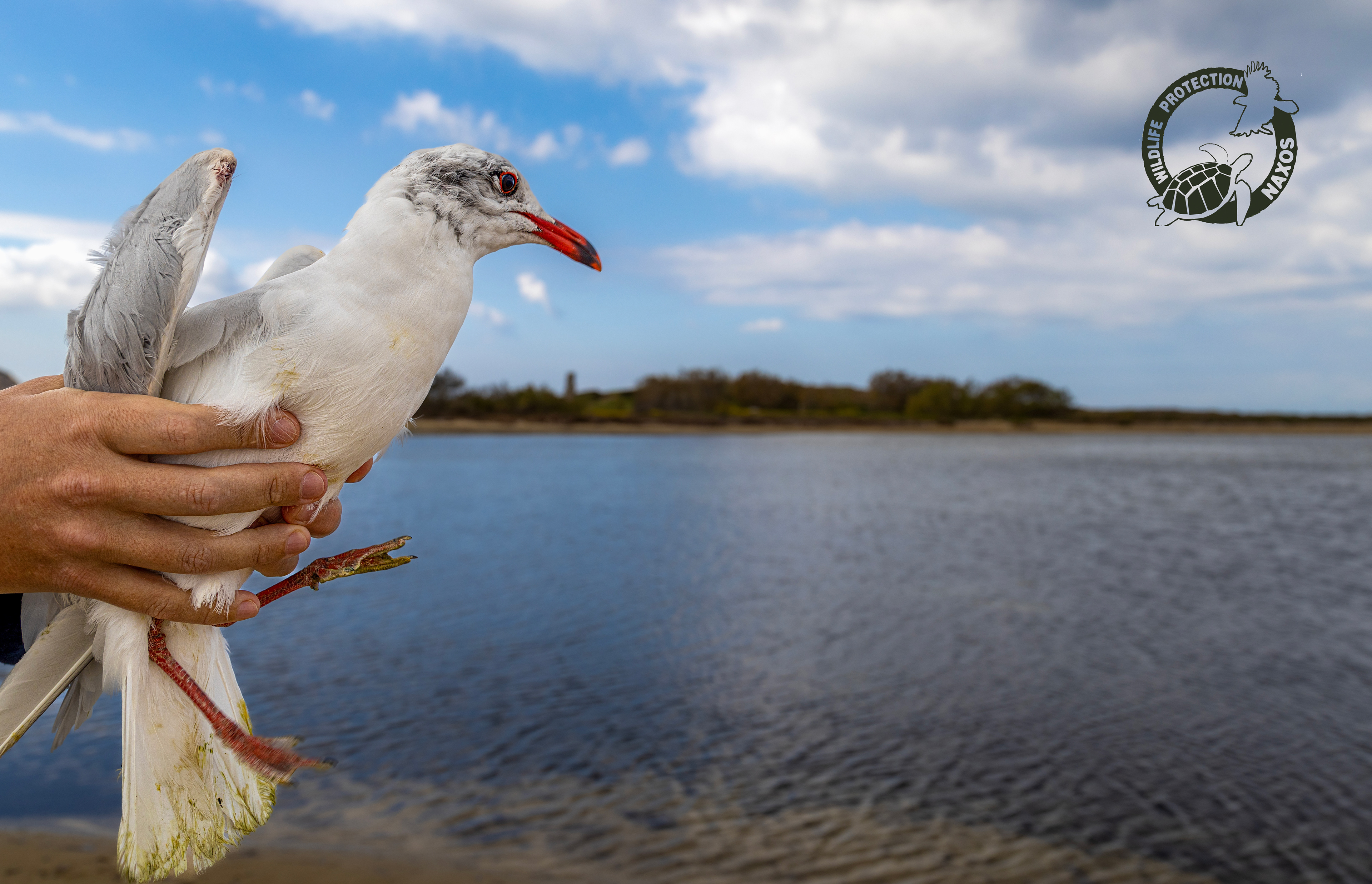 Naxos Wild Life Protection, Sea gull release
