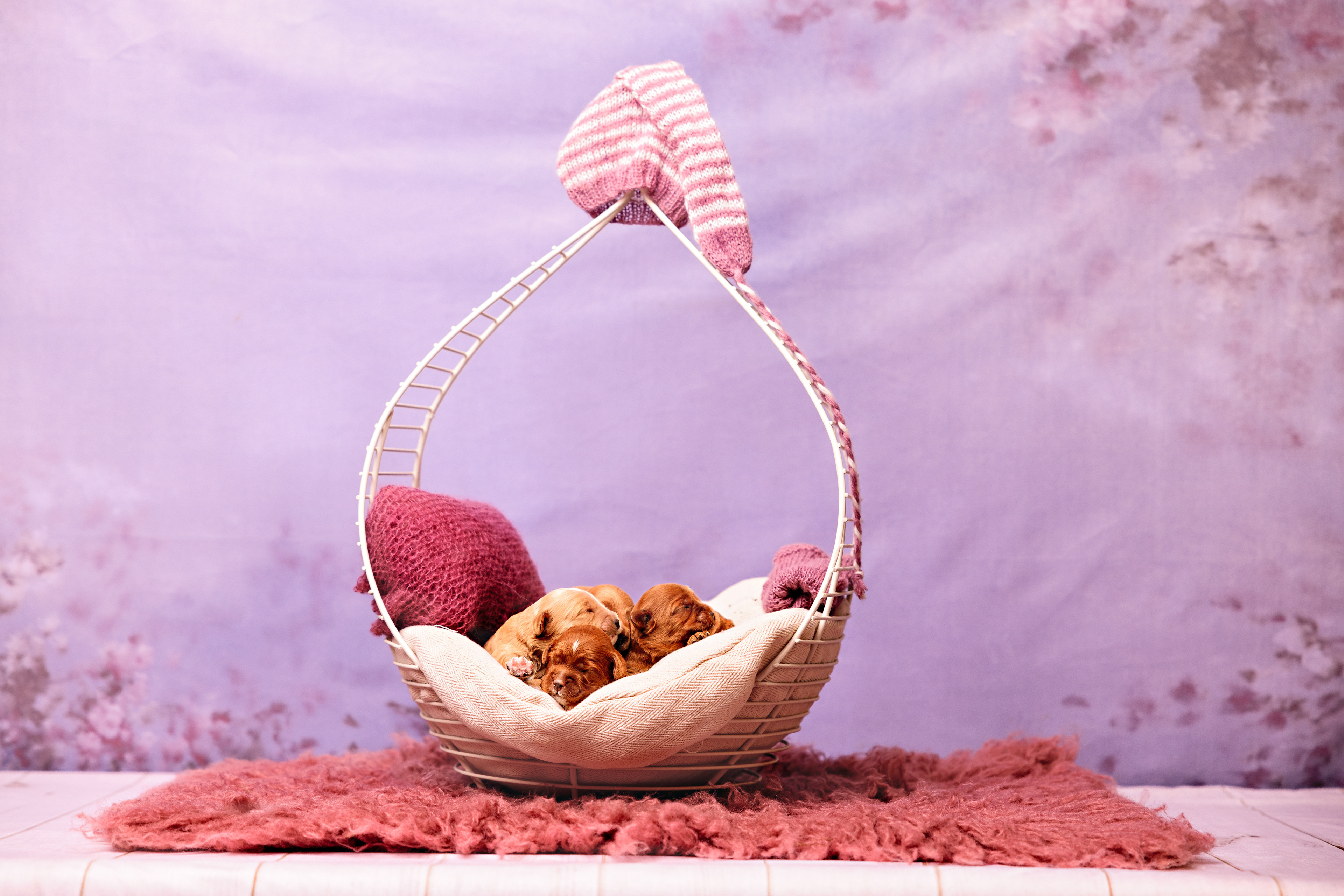 De vier teefjes bij elkaar