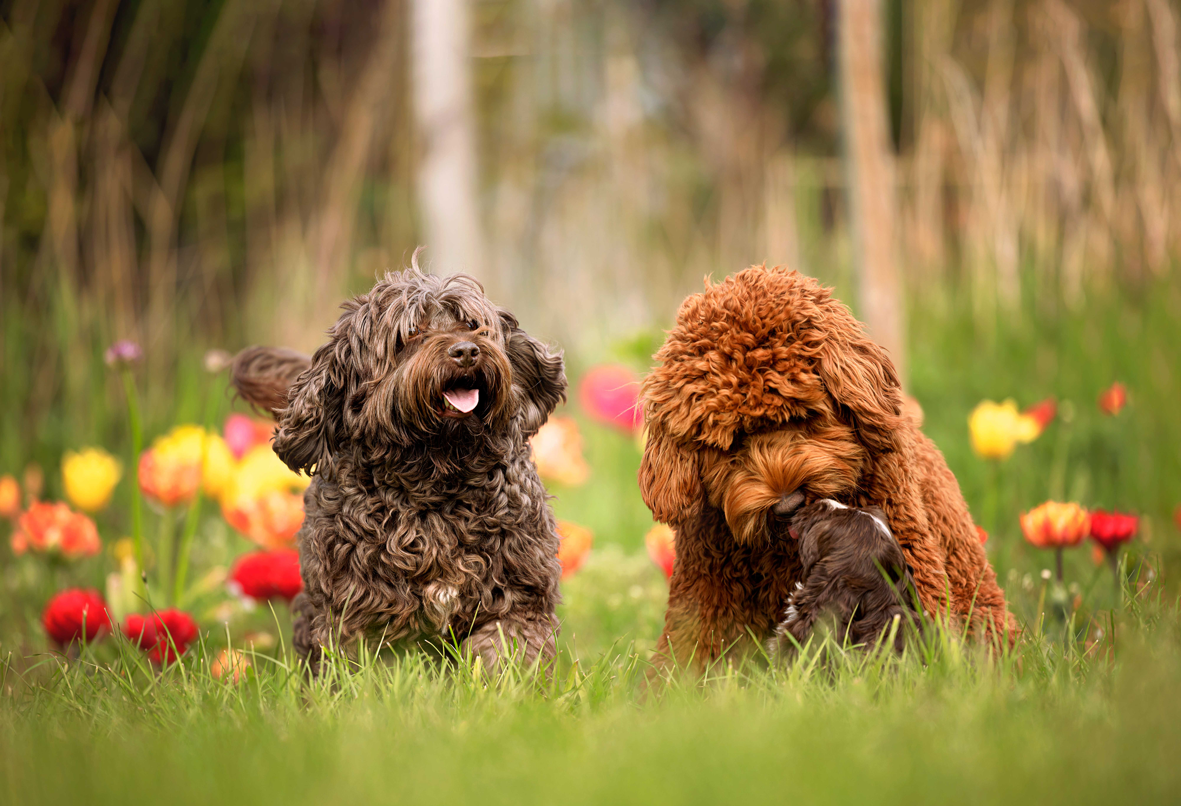Samen met Luna