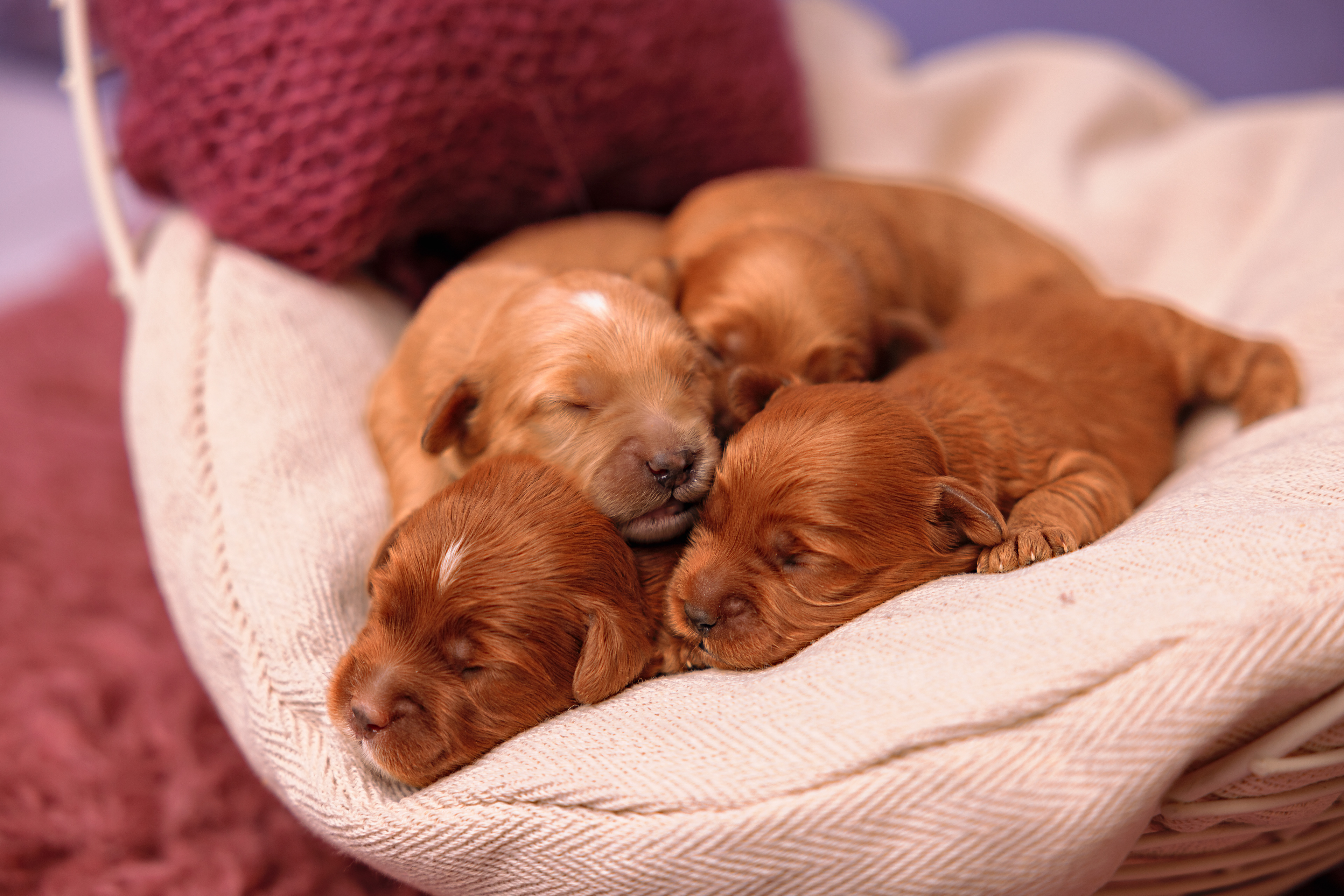 Ze liggen natuurlijk nog erg dicht bij elkaar om zo warm mogelijk te blijven ...