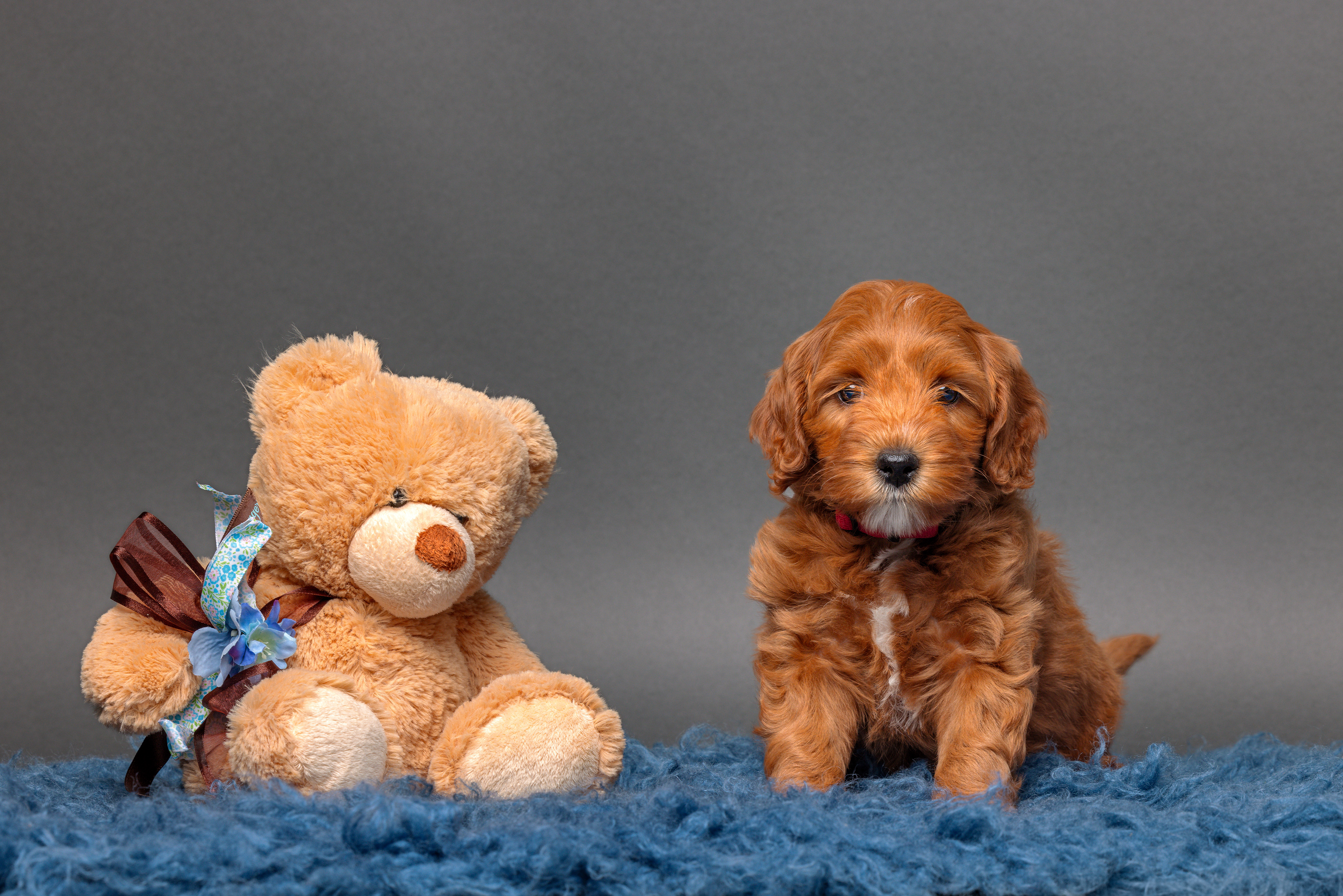 Charming, rode bandje