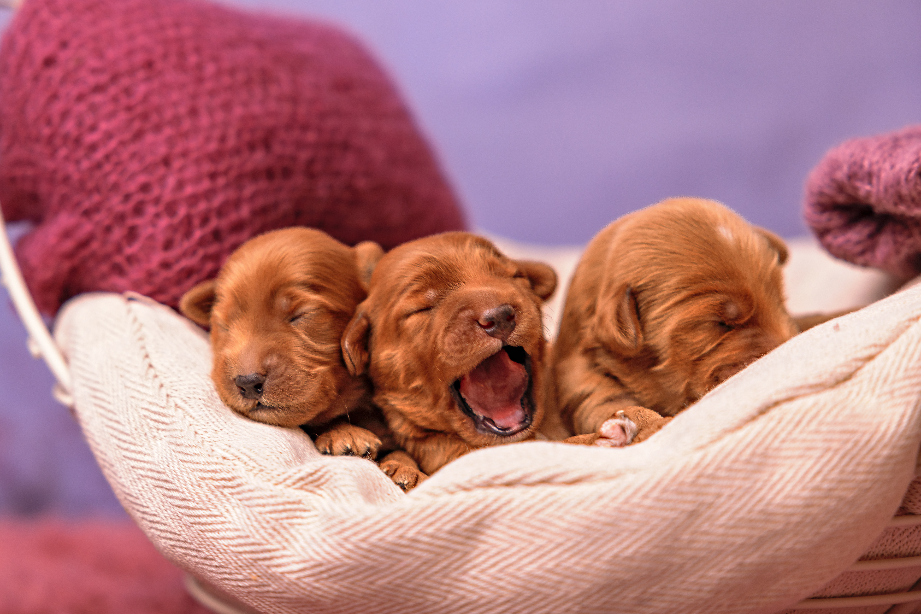 En als je slaapt hebt, moet je natuurlijk ook gapen.