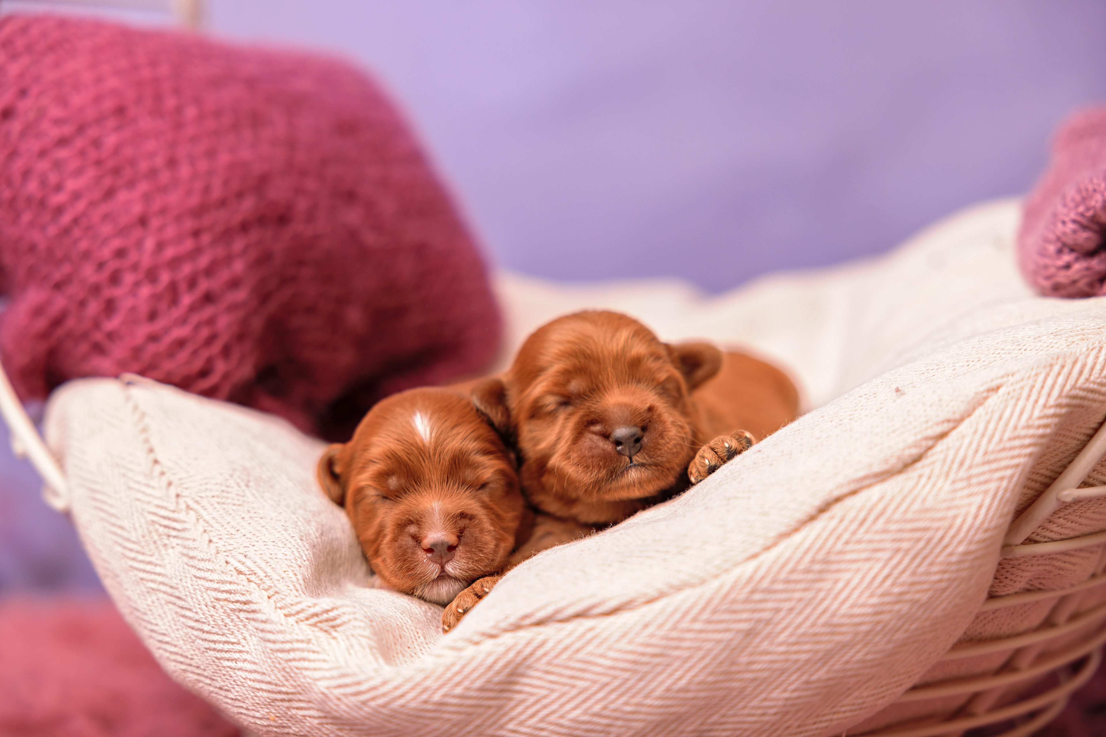 Wat een heerlijke snuitjes hebben ze al.