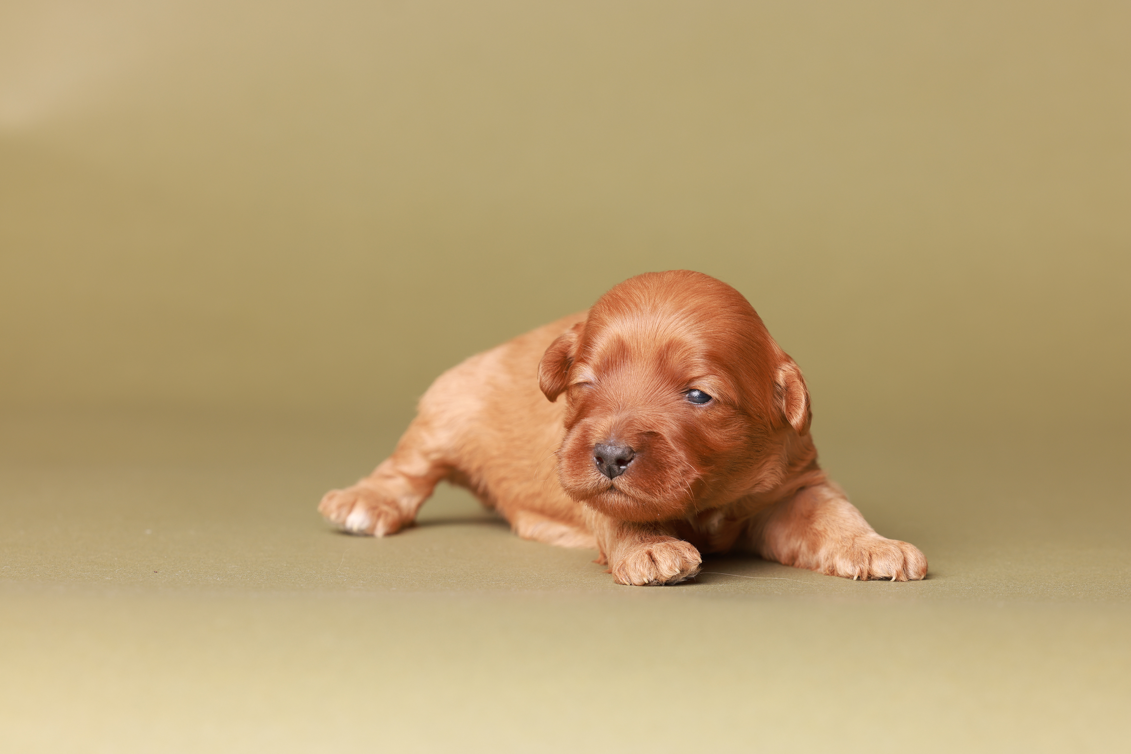 Teefje met één oogje open ;)