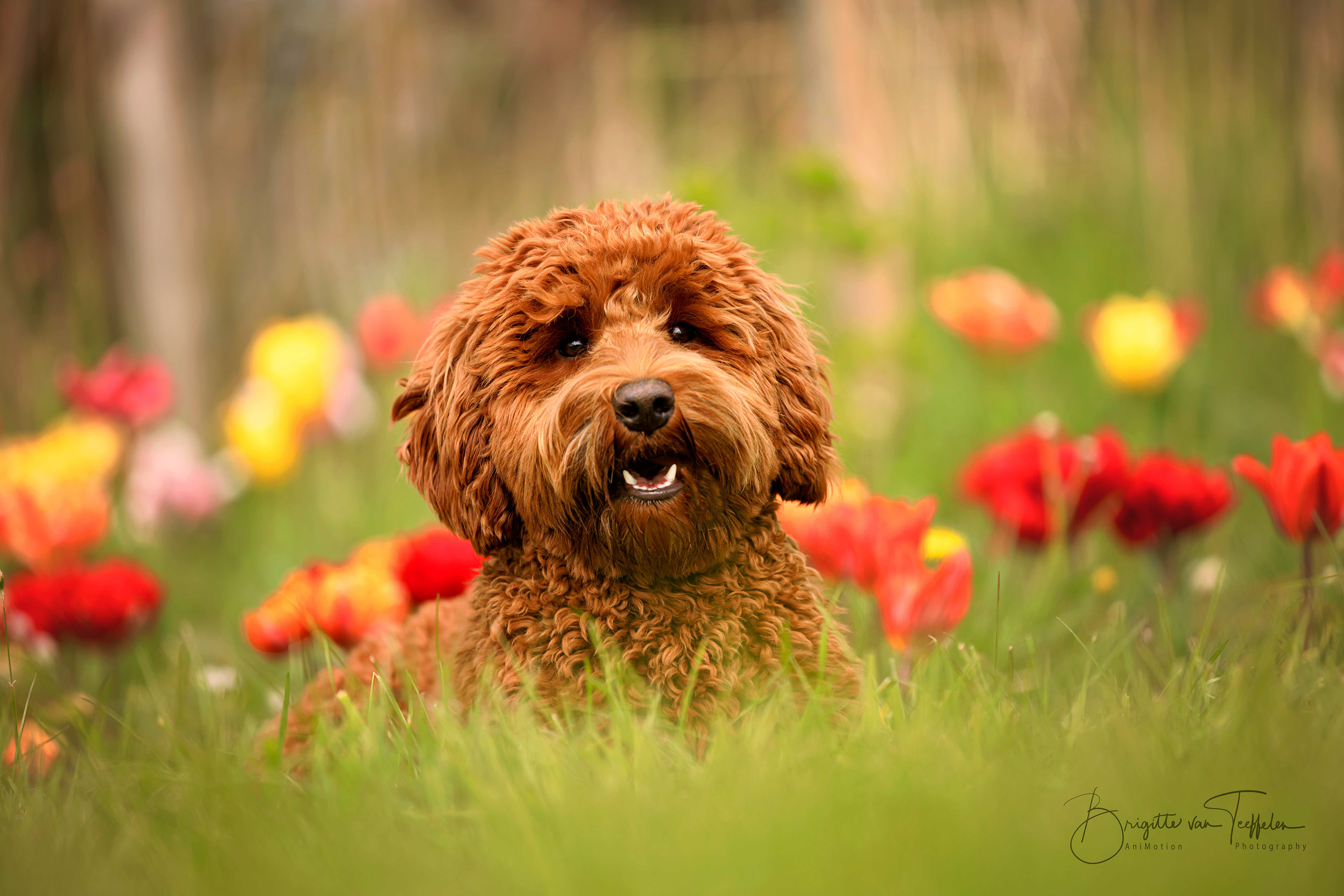 Tibby tussen de tulpen