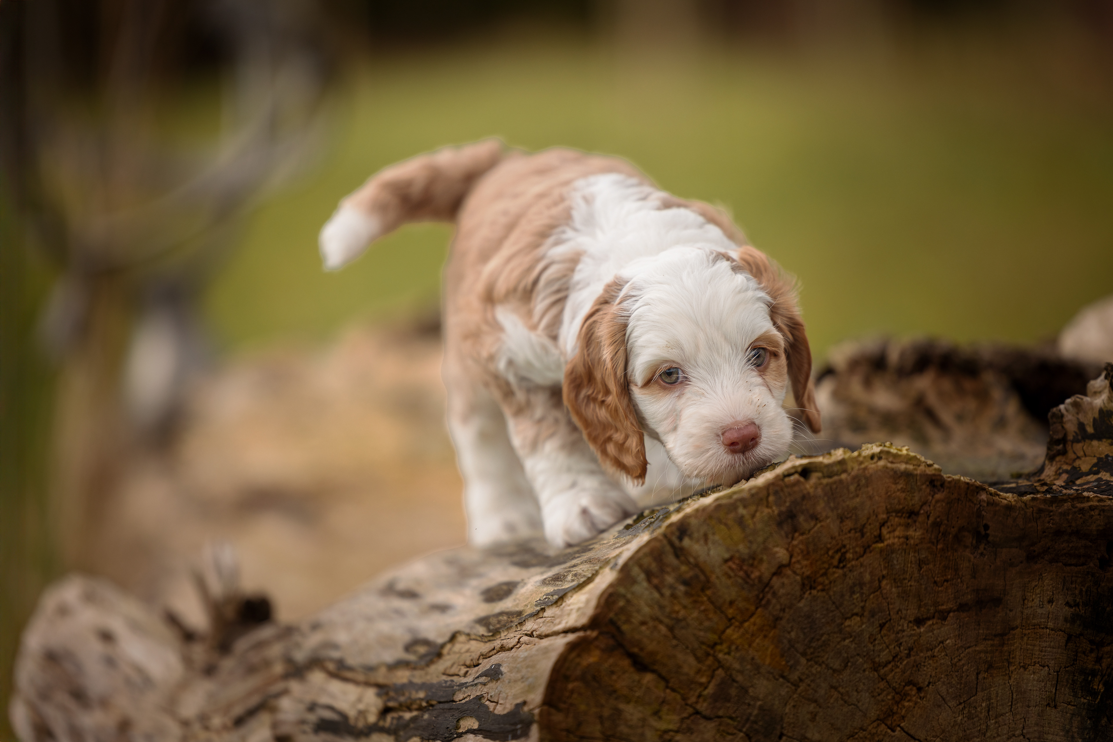 Pip
