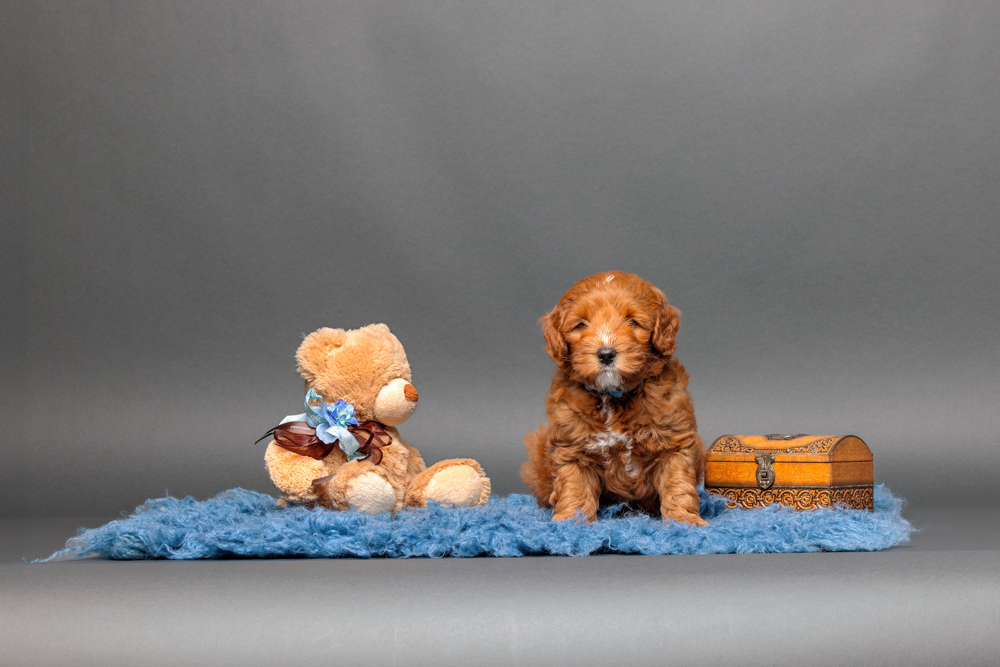 Nando., blauwe bandje