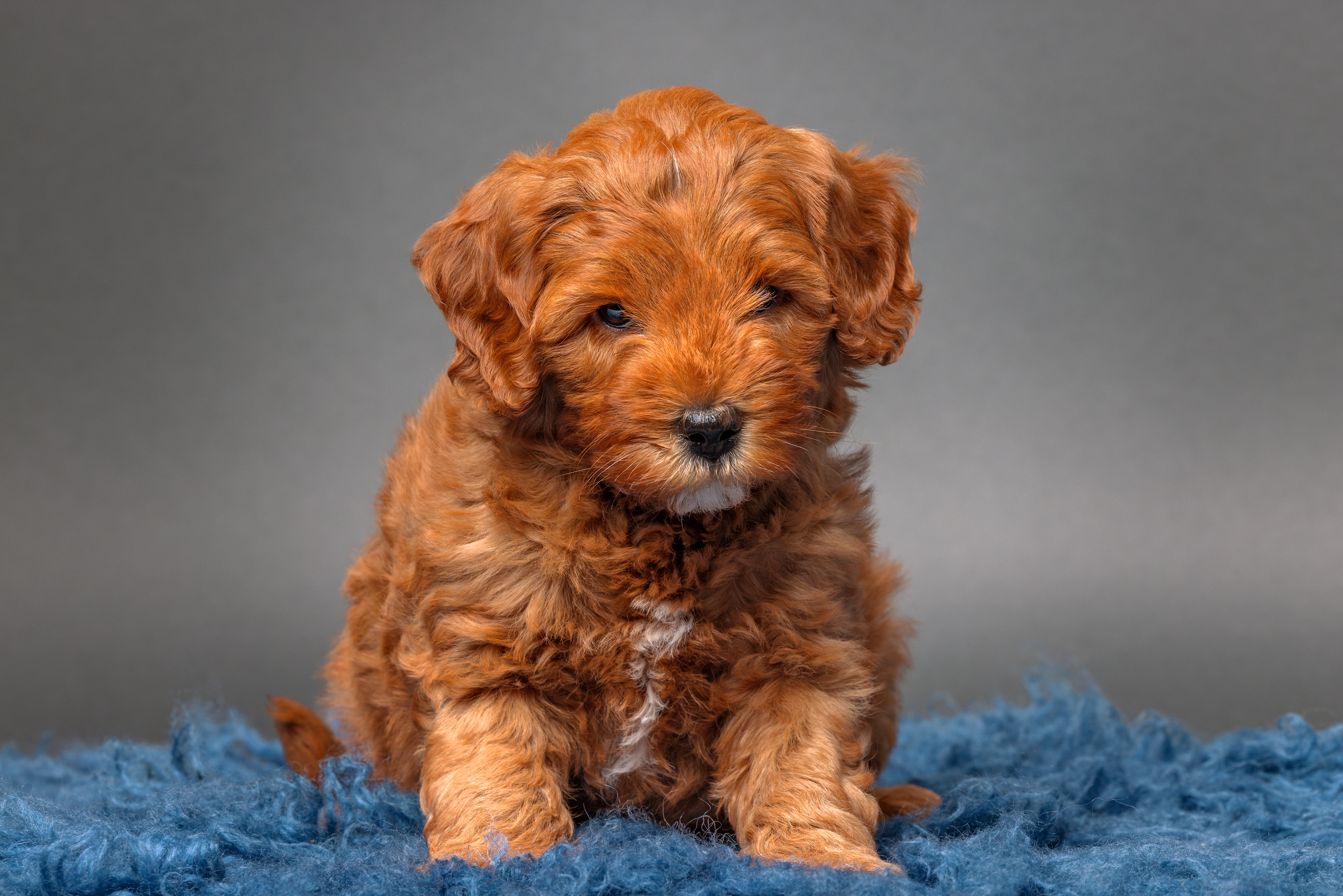 Louie, groene bandje