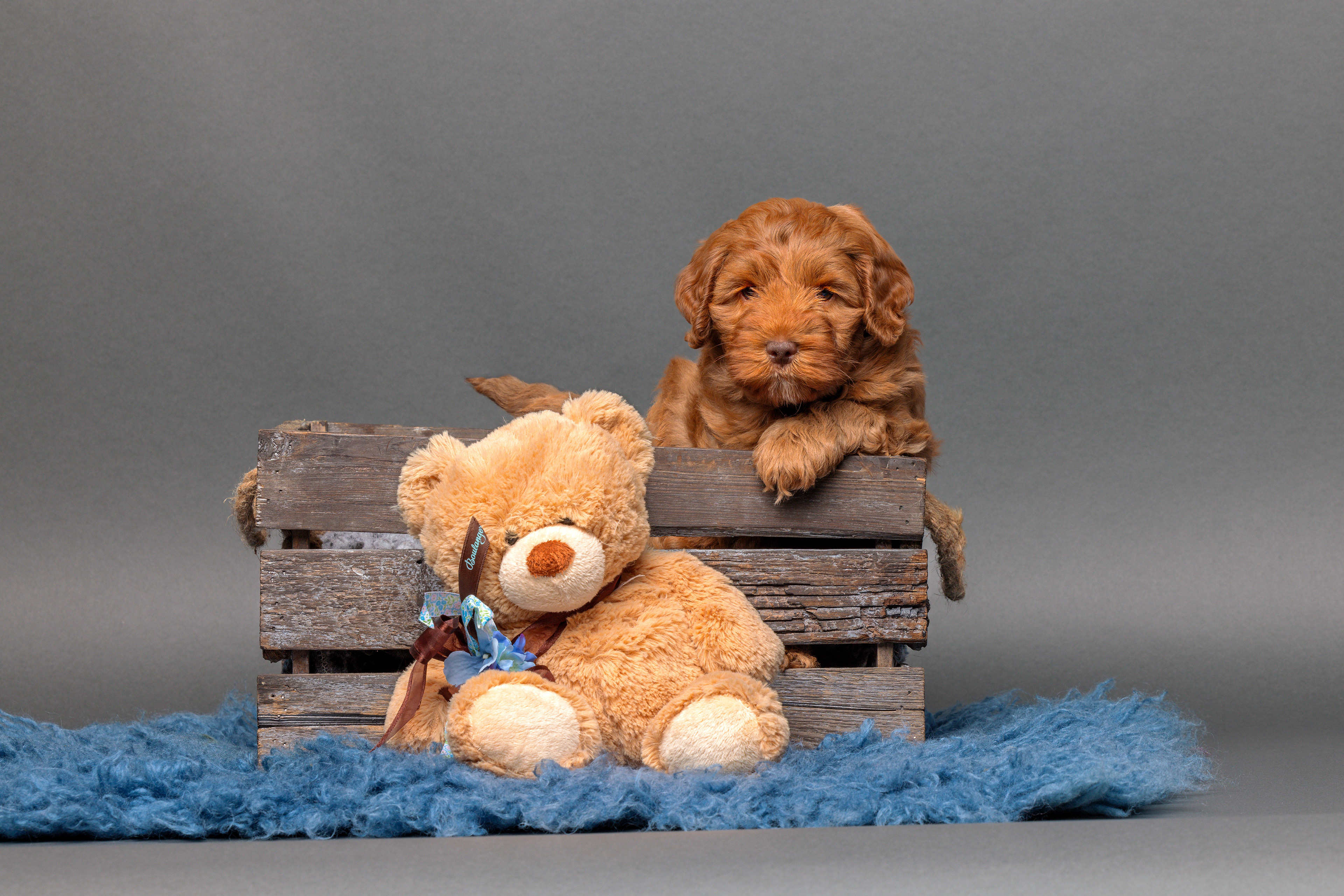 Ollie, oranje bandje