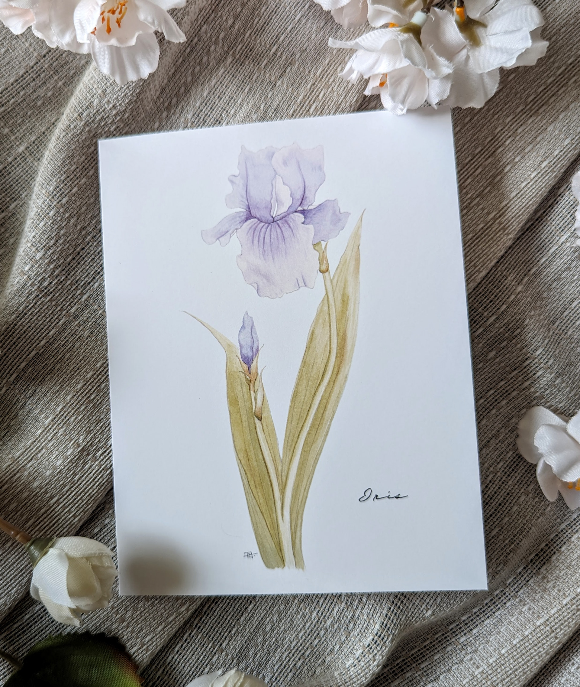 Iris