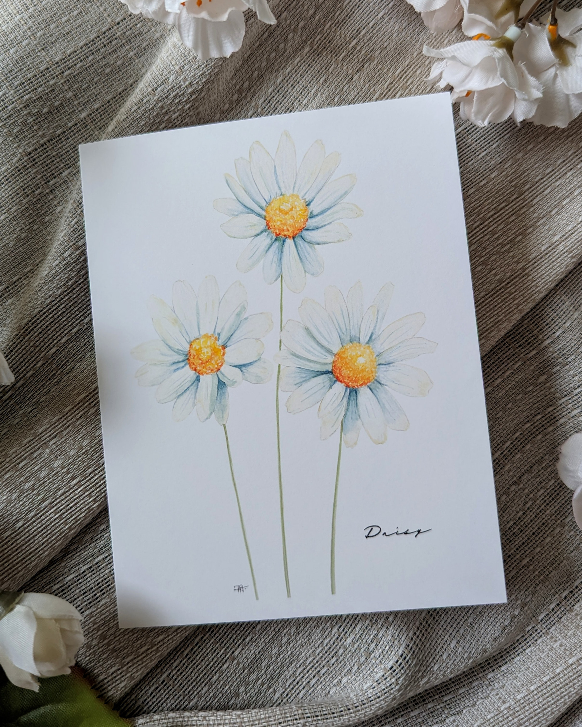 Daisy