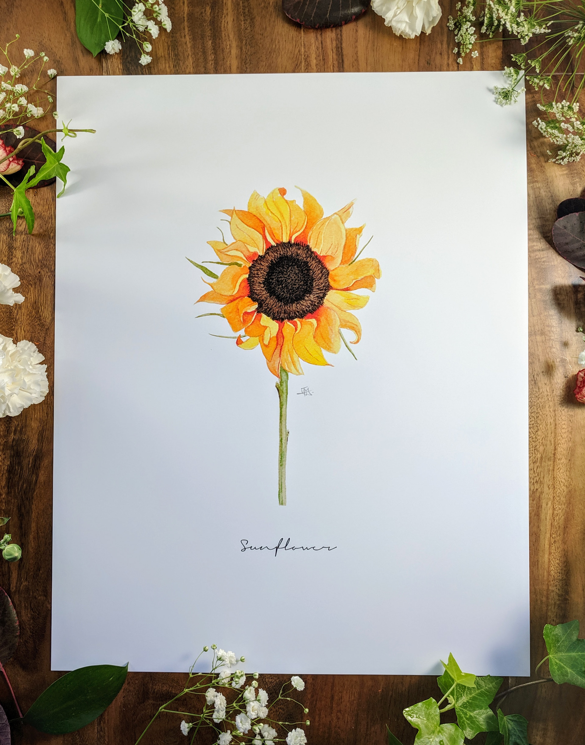 Sunflower