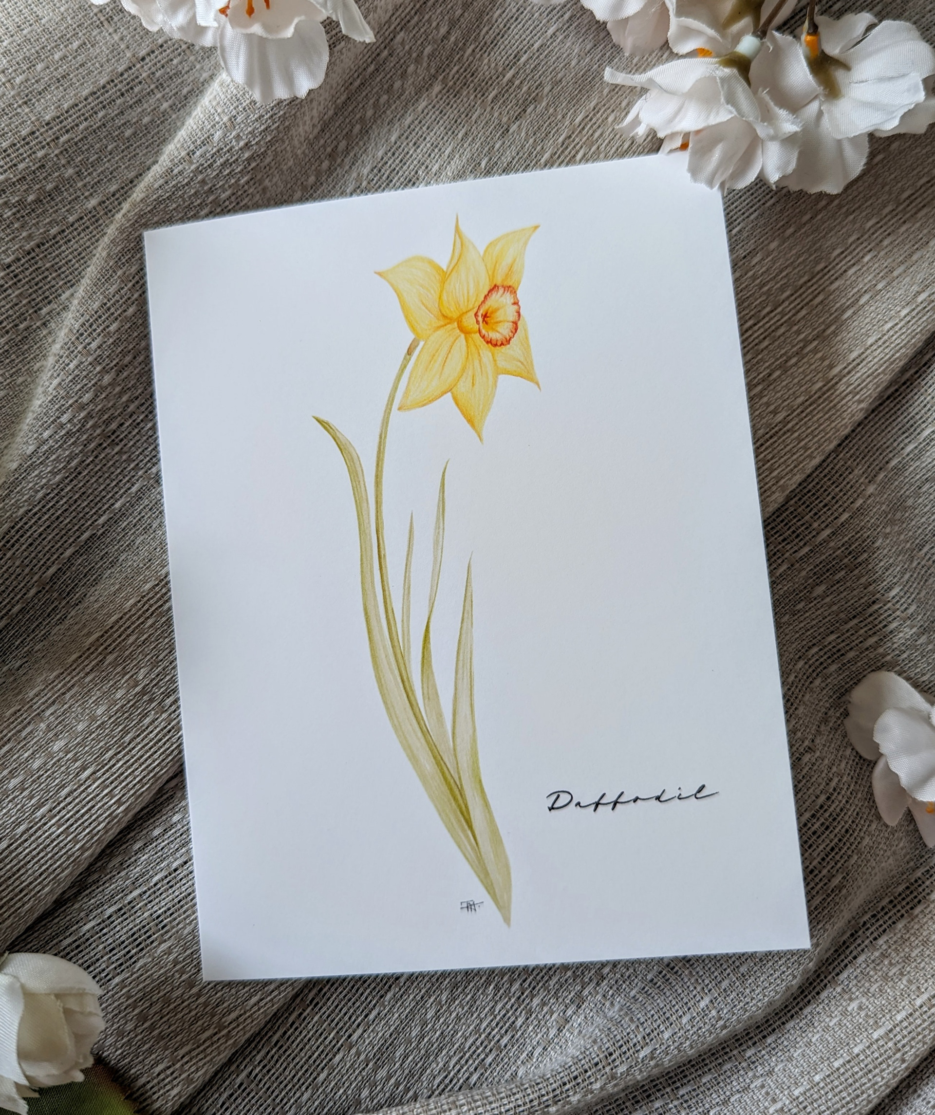 Daffodil