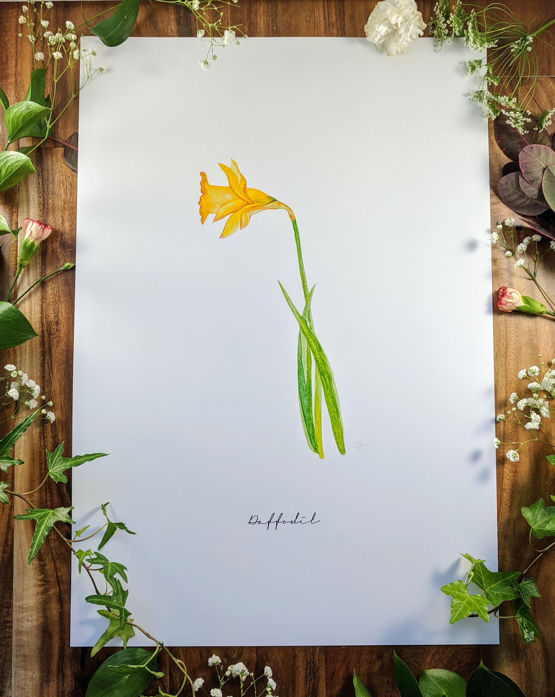 Daffodil