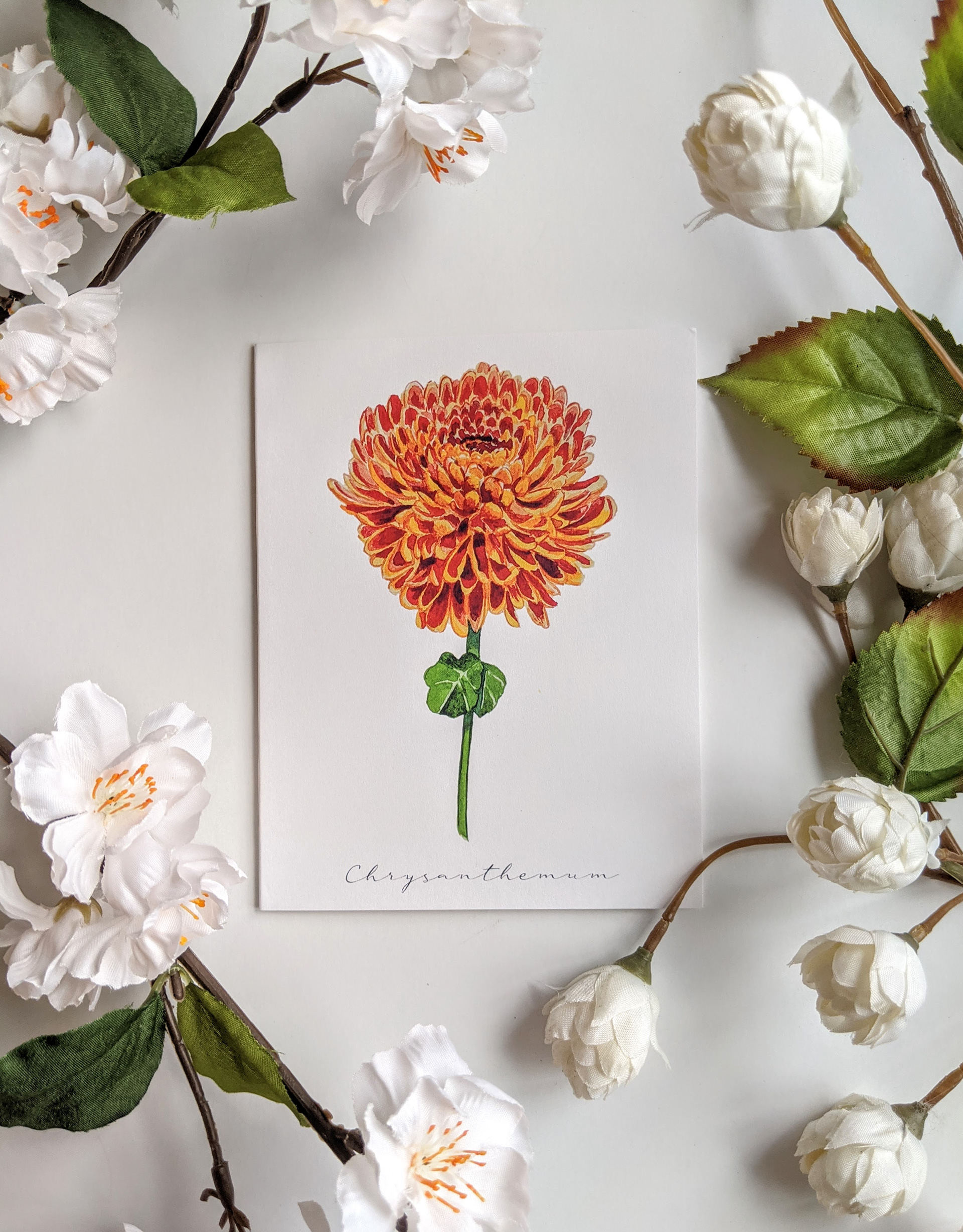 Chrysanthemum