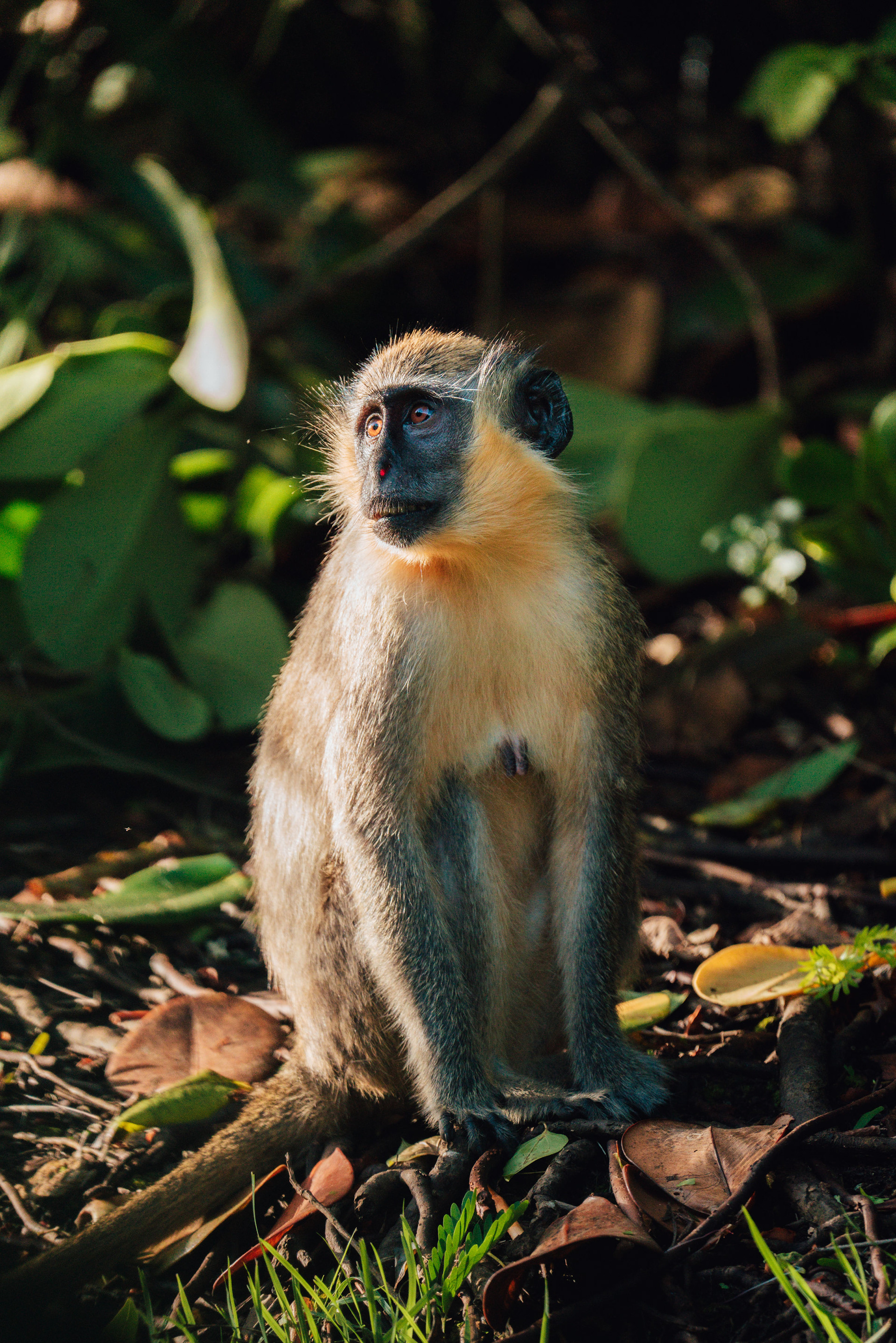 Imagery for Apes Hill Barbados