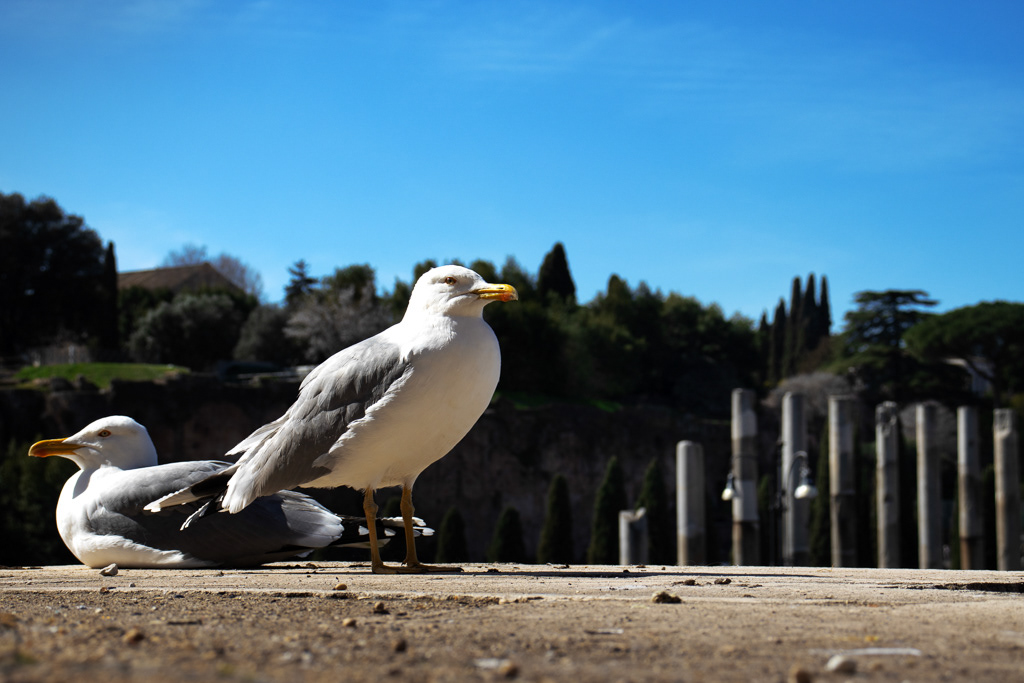 Rome┃James Lanci 2023