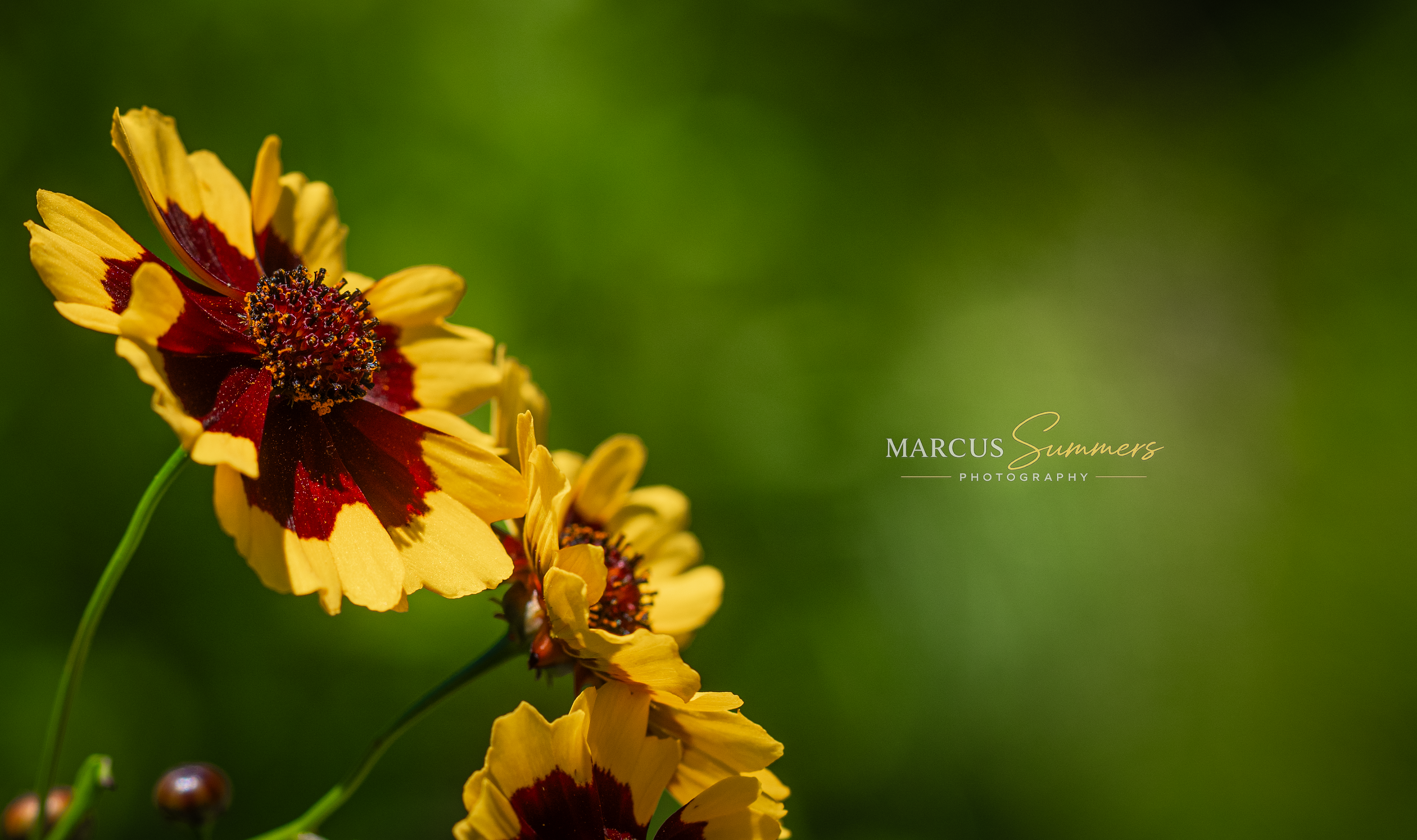 Marcus Summers Photography