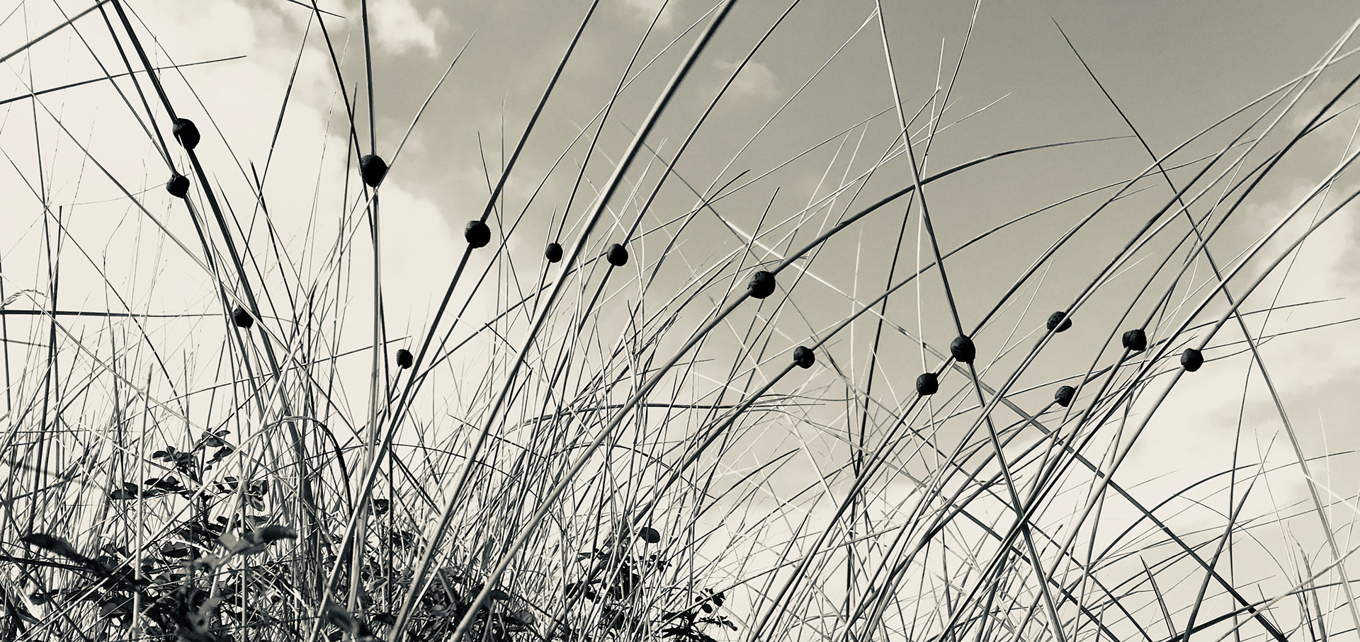 Beach clay, marram grass, sea breeze