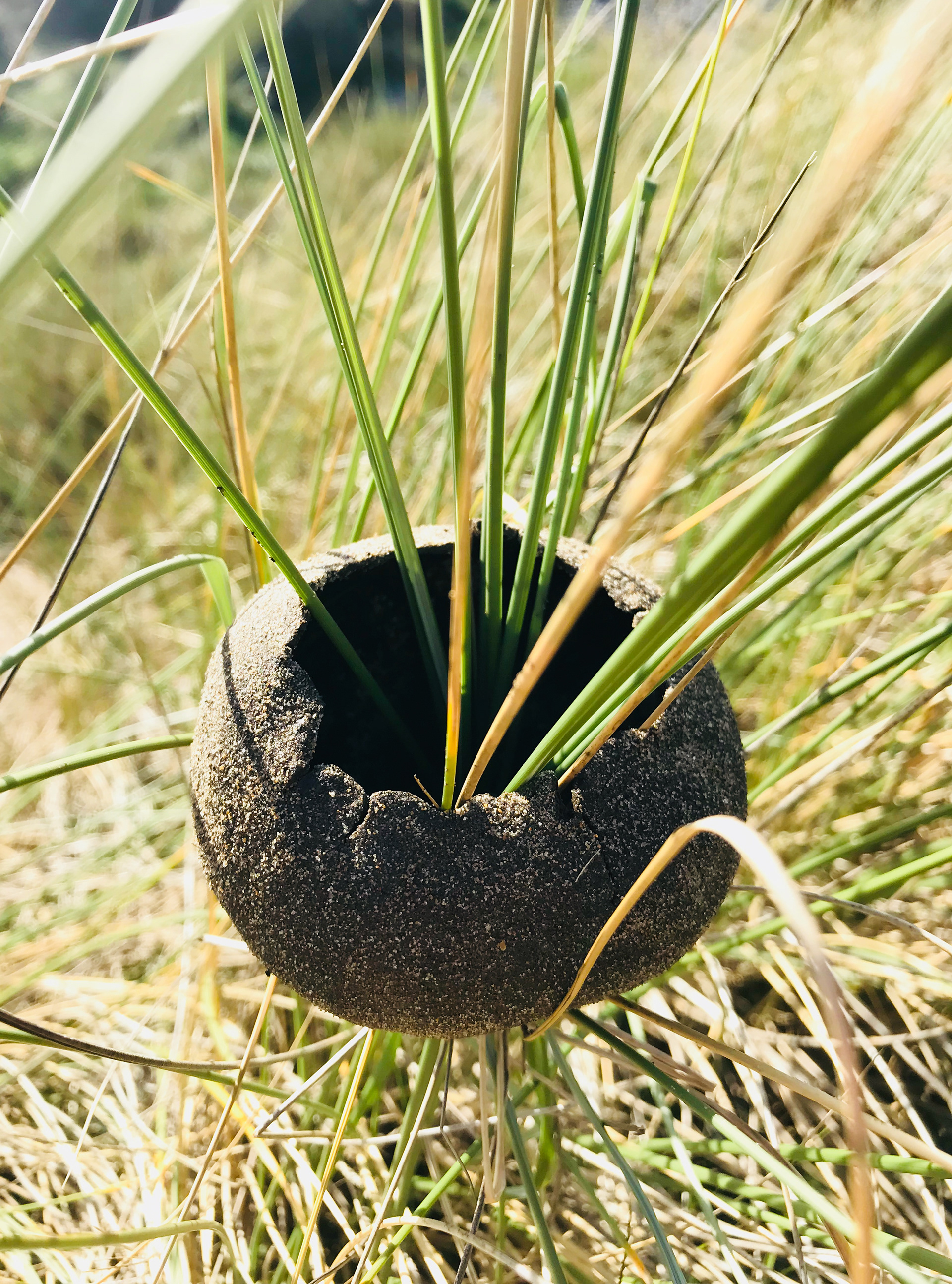 Beach clay pinch pot, sand dune, marram grass